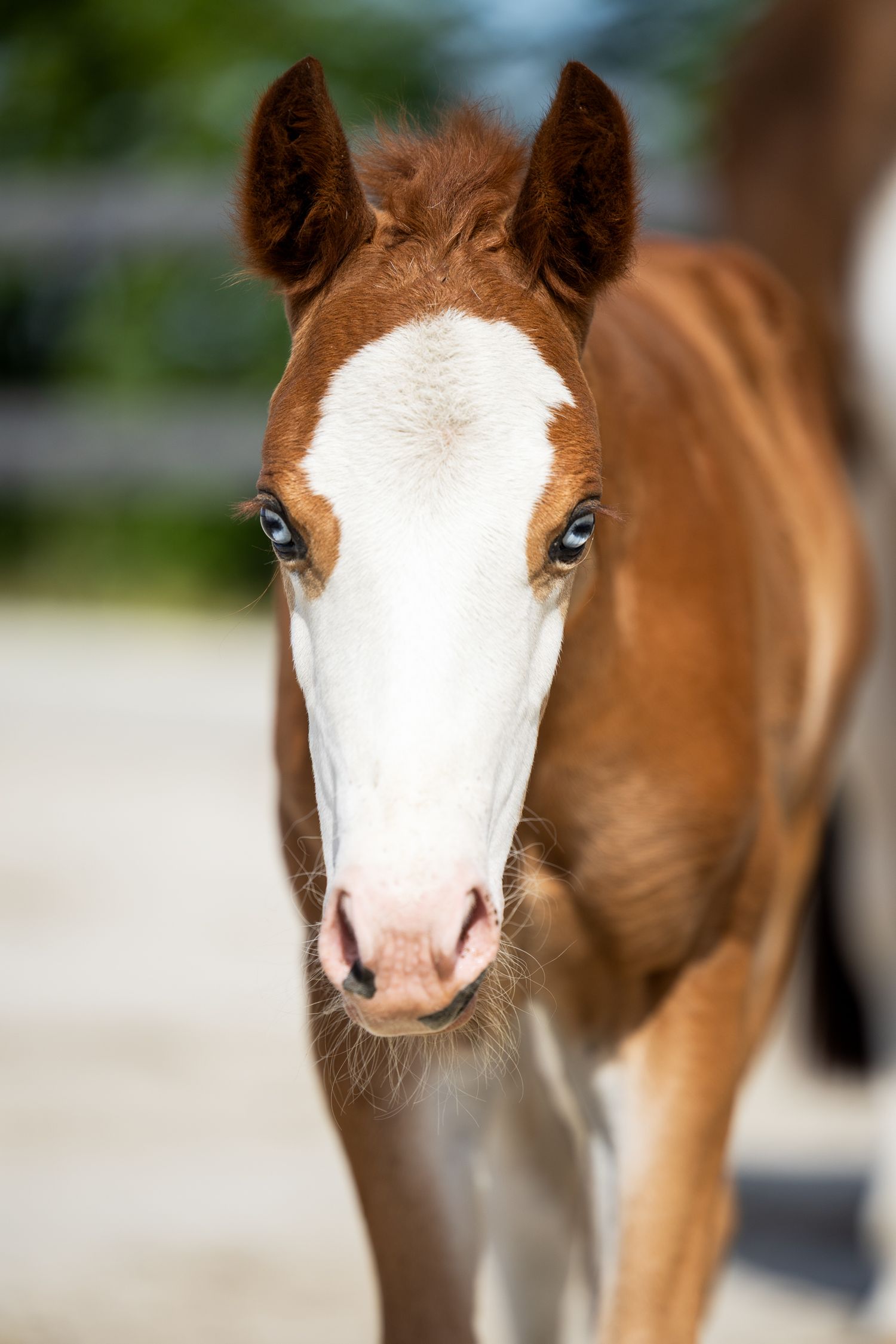 Close-up portrait of a young chestnut foal with distinctive white facial markings.