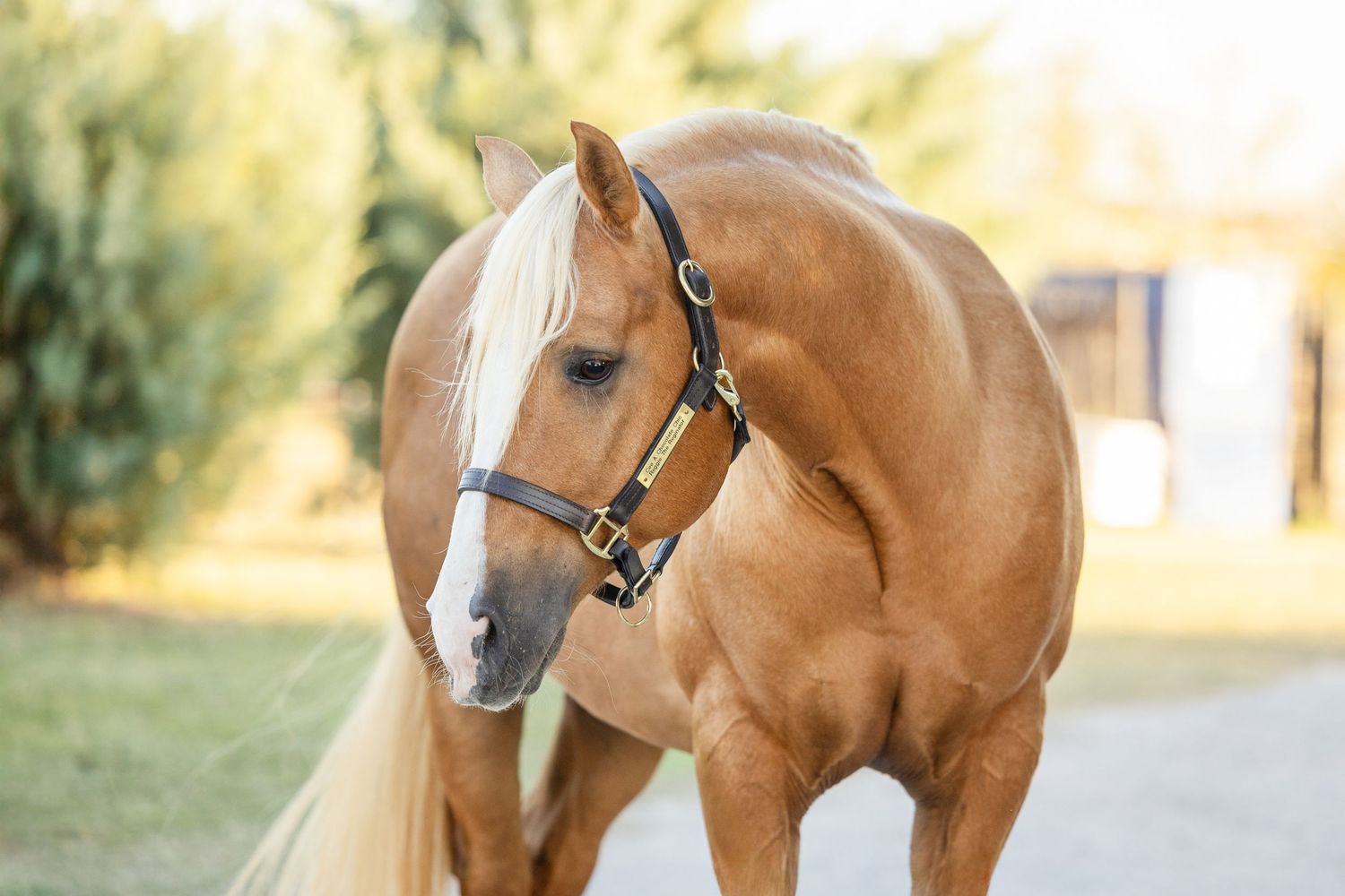 Close up profile view of a brown horse with black halter in warm sunlight.