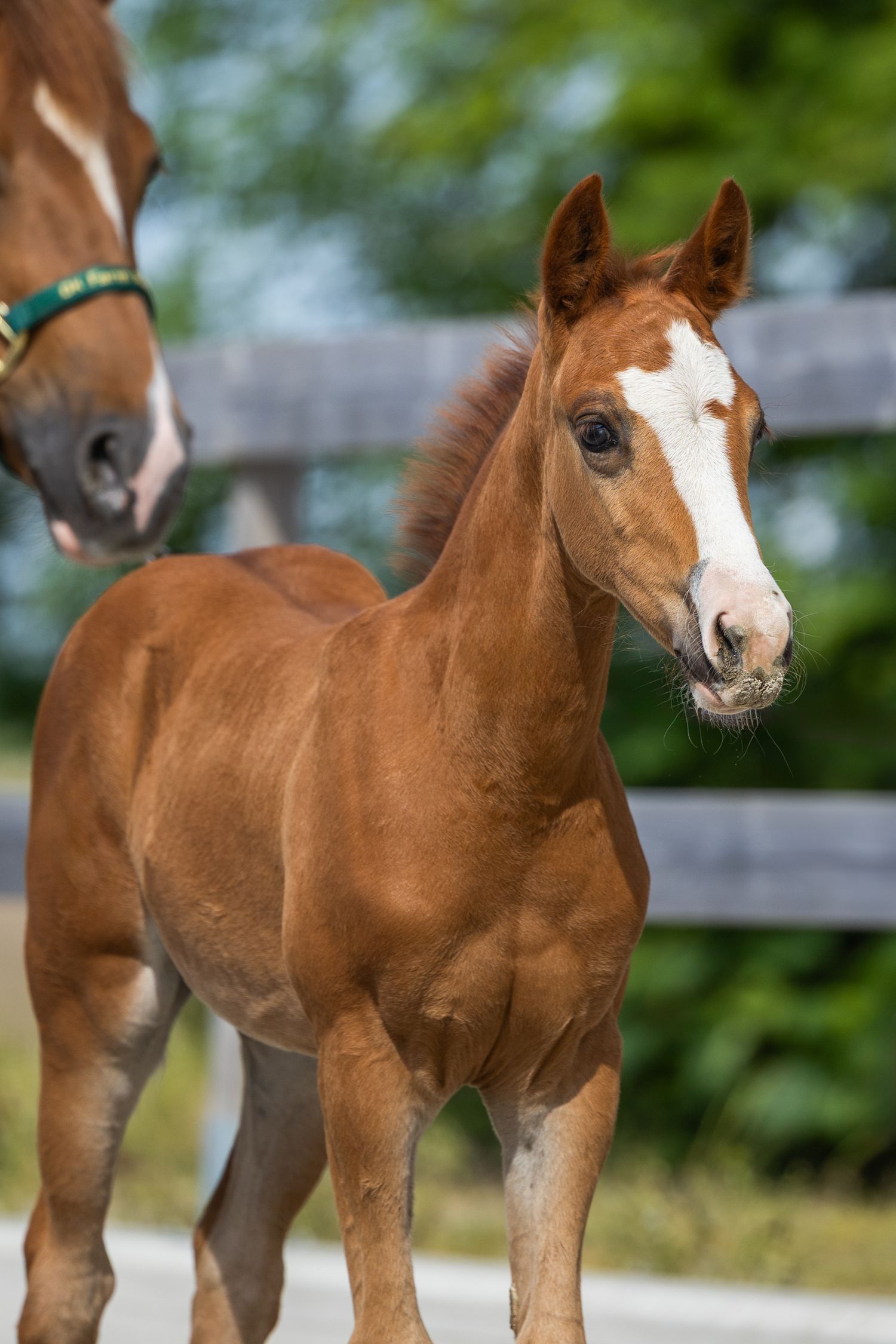 A chestnut foal with a white blaze stands attentively in a paddock with wooden fencing.