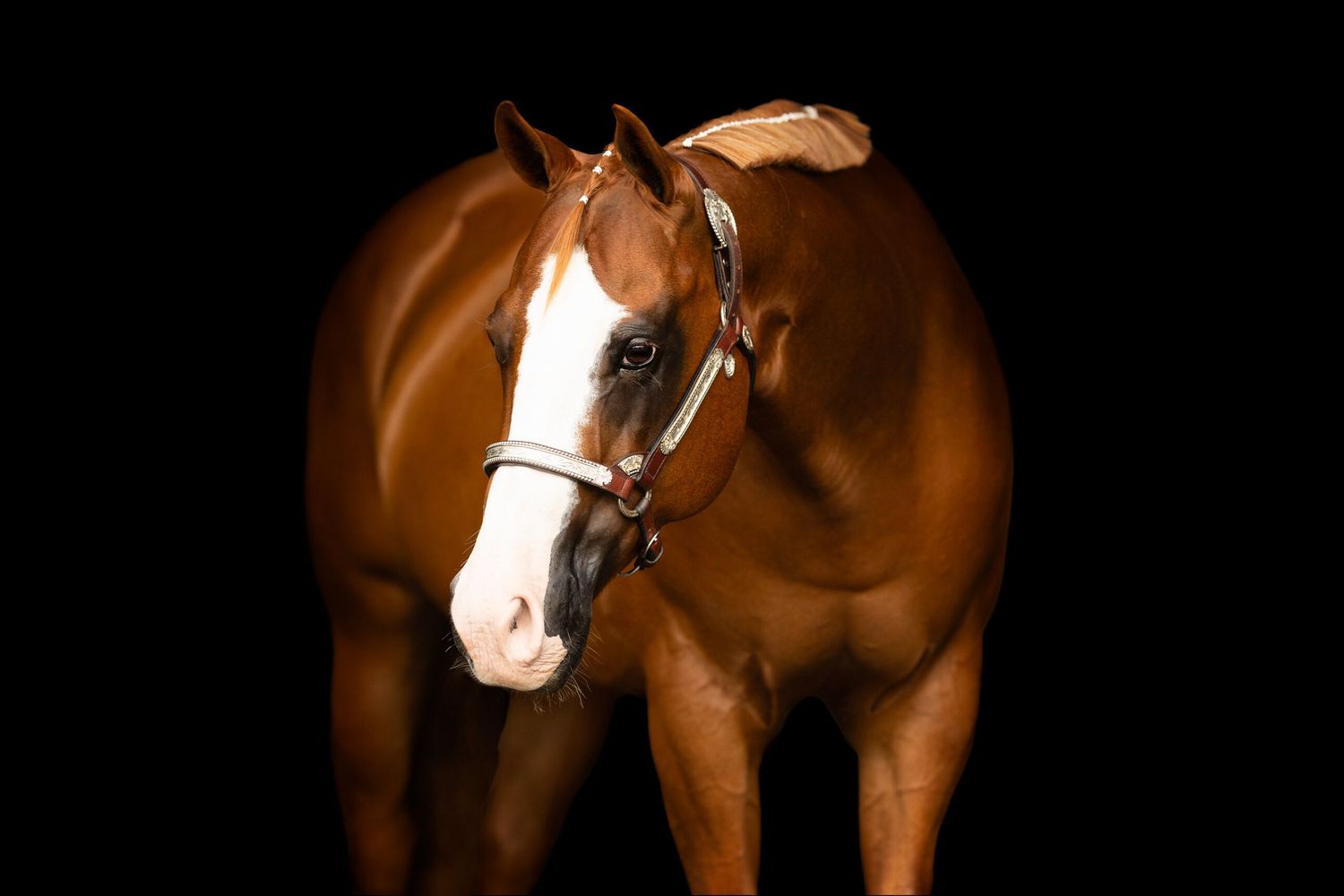 Dark horses illuminated against a black background in dramatic studio lighting.