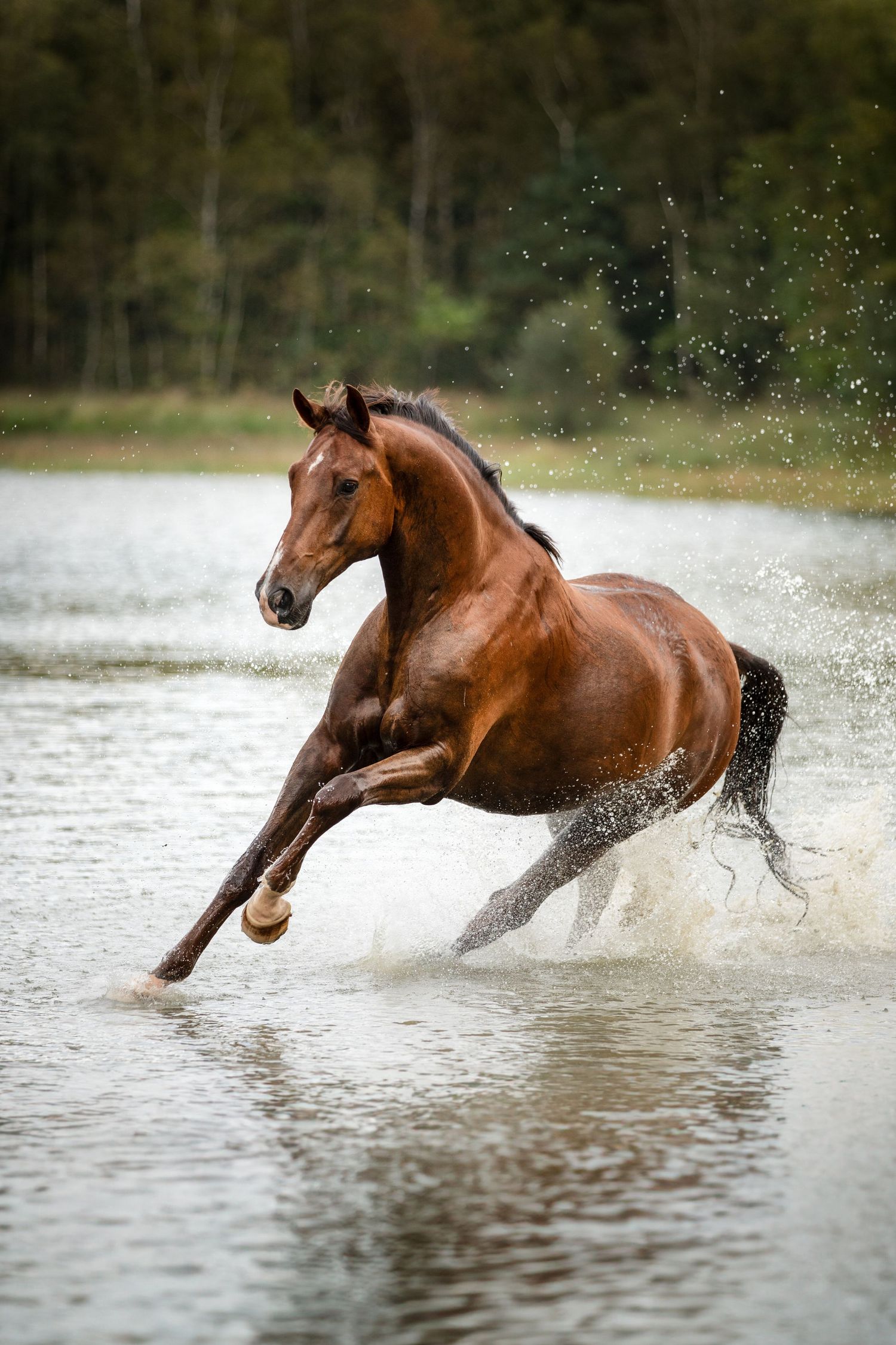 A chestnut horse gallops through water creating dramatic splashes around its hooves.