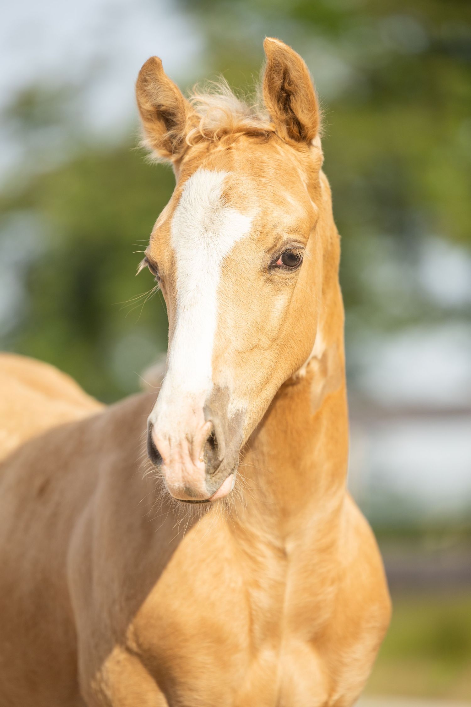 Close-up portrait of a young palomino foal with a white blaze, alert ears, and soft golden coat outdoors.