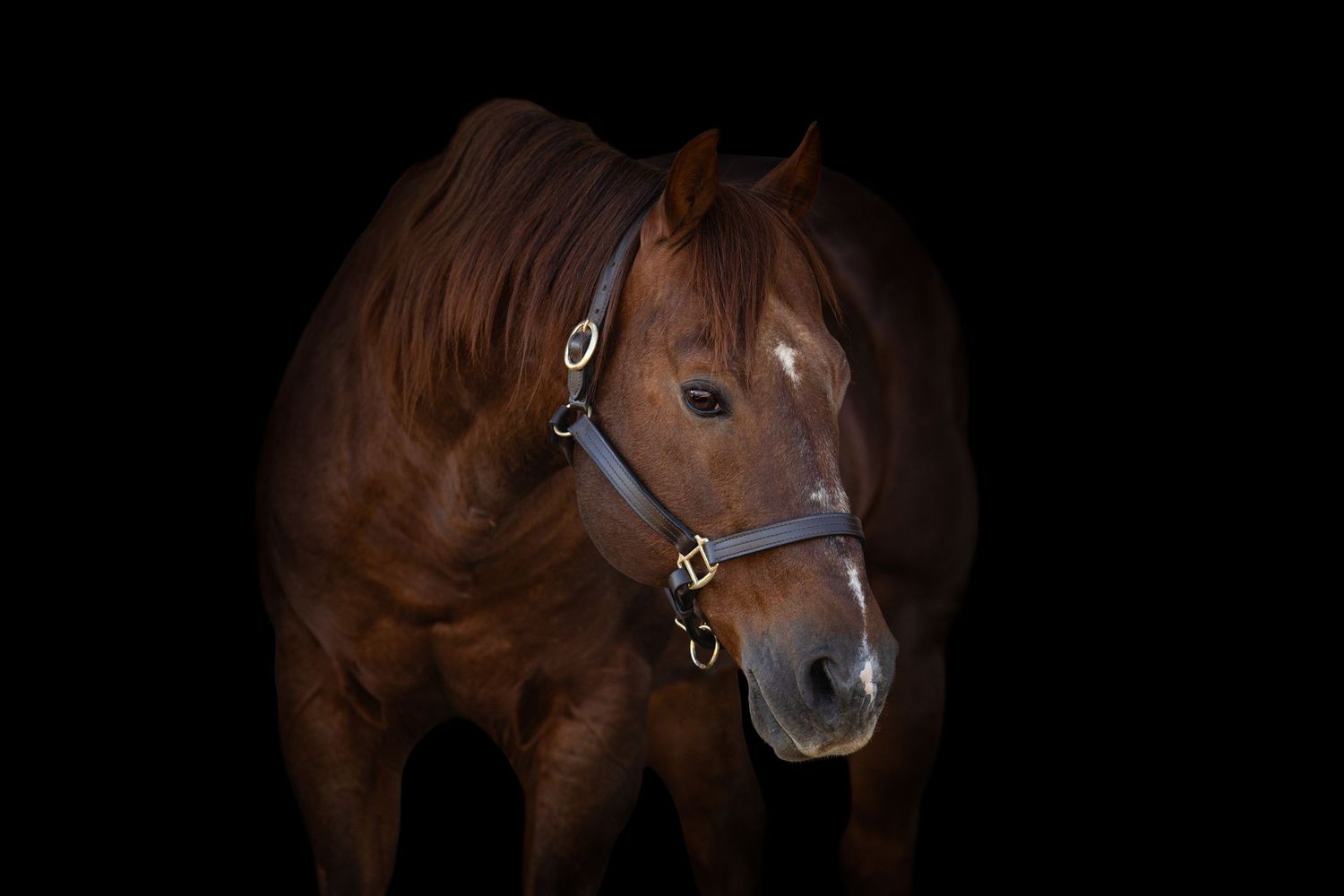 A series of portraits showing a chestnut horse with a halter against a dark background.