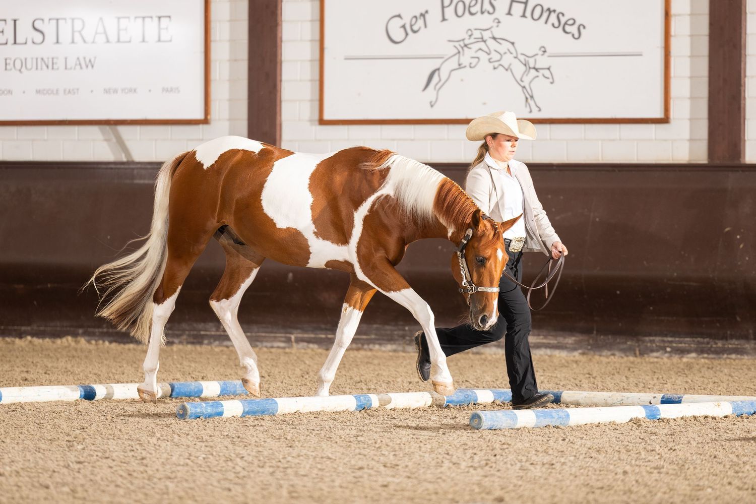Paint horses being led through poles in an indoor training arena.