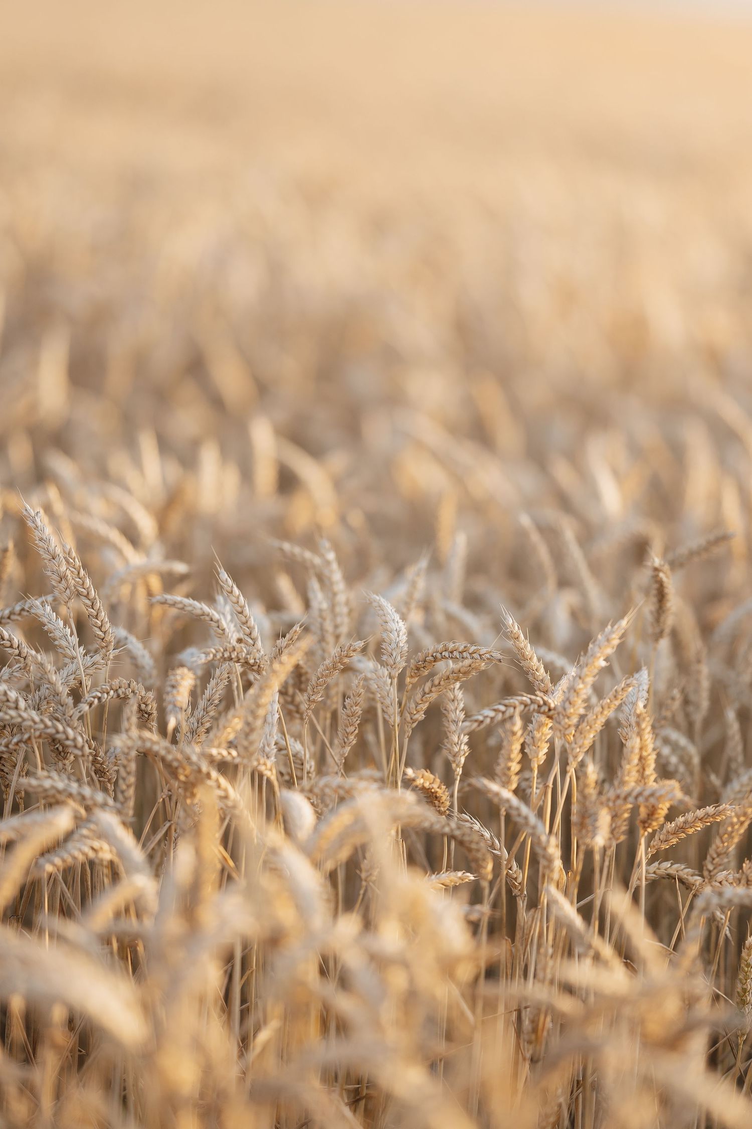 Golden wheat field with ripe grain stalks swaying gently, bathed in warm sunlight during harvest season.