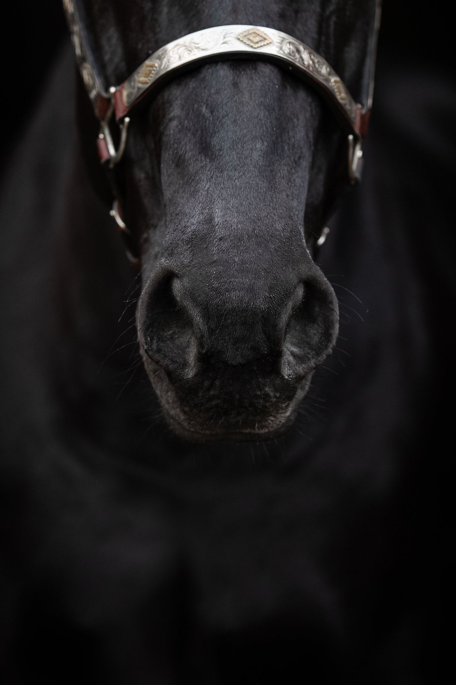Close-up of black horse's nose and decorative silver bridle against dark background.
