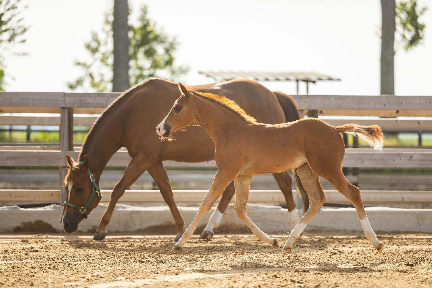A chestnut mare and her young foal walk together in a sunny sandy paddock enclosed by wooden fencing.