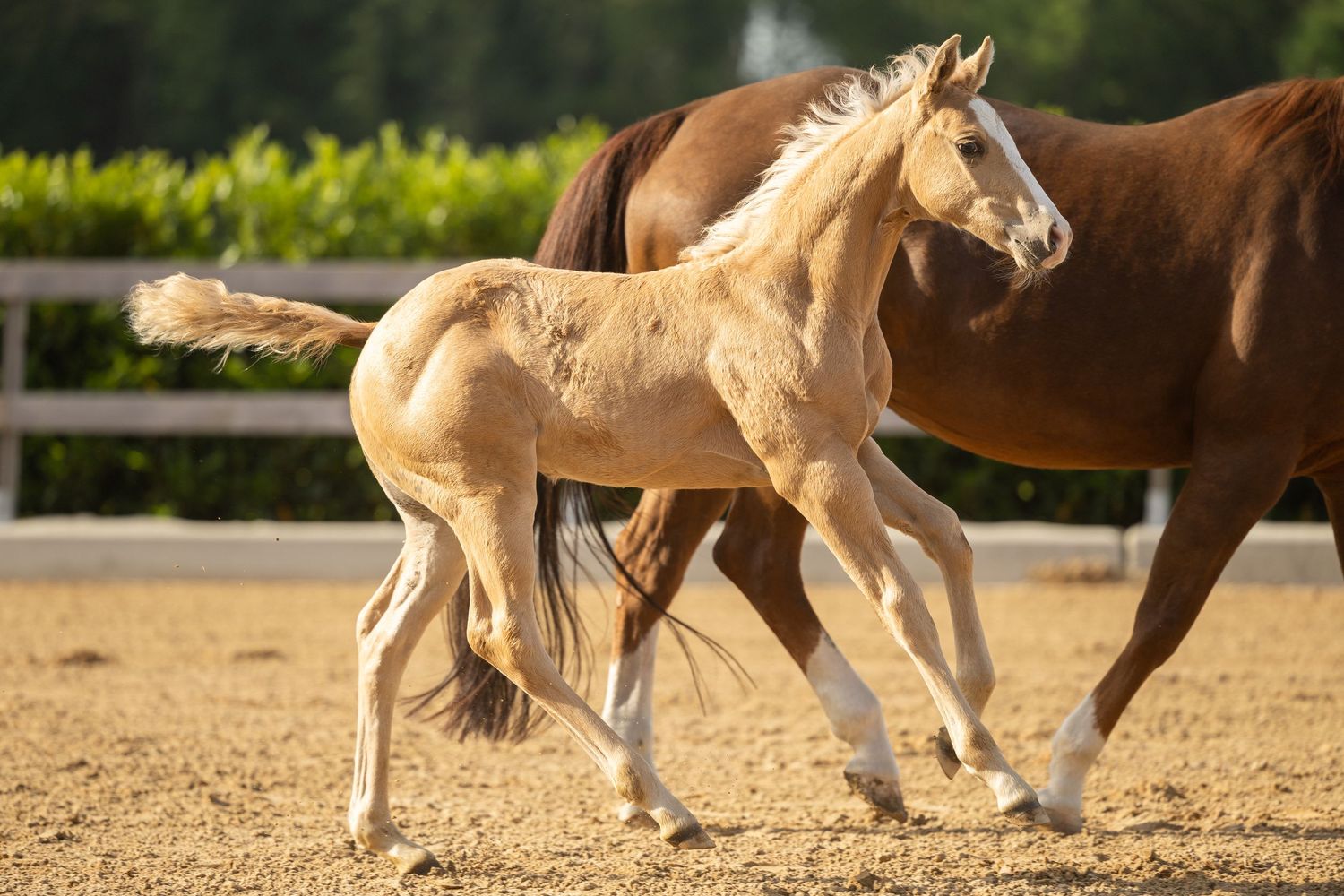 A golden palomino foal trots alongside a chestnut mare in a sunny paddock with green hedges.