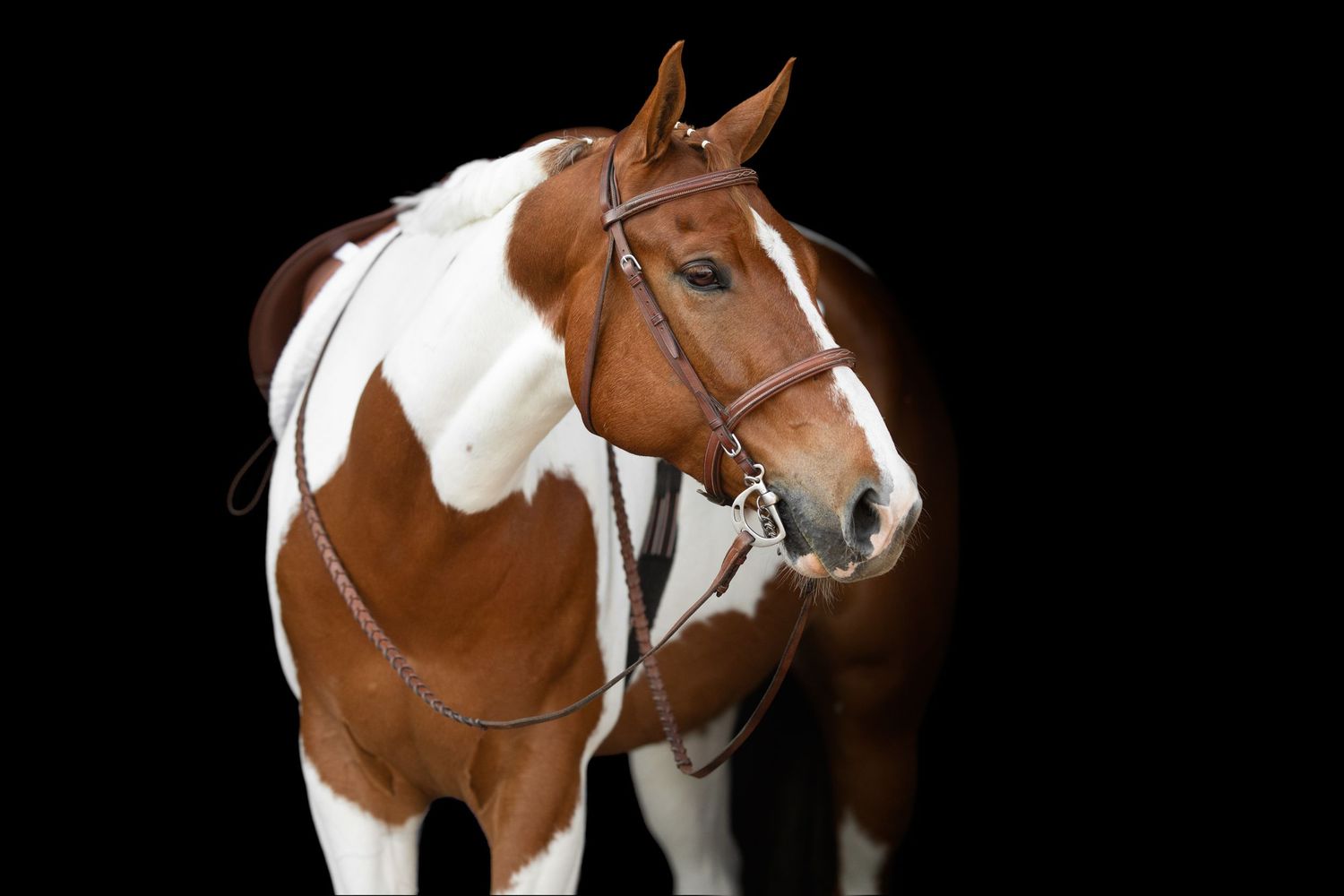 Brown and white paint horse wearing leather tack photographed against dark background.