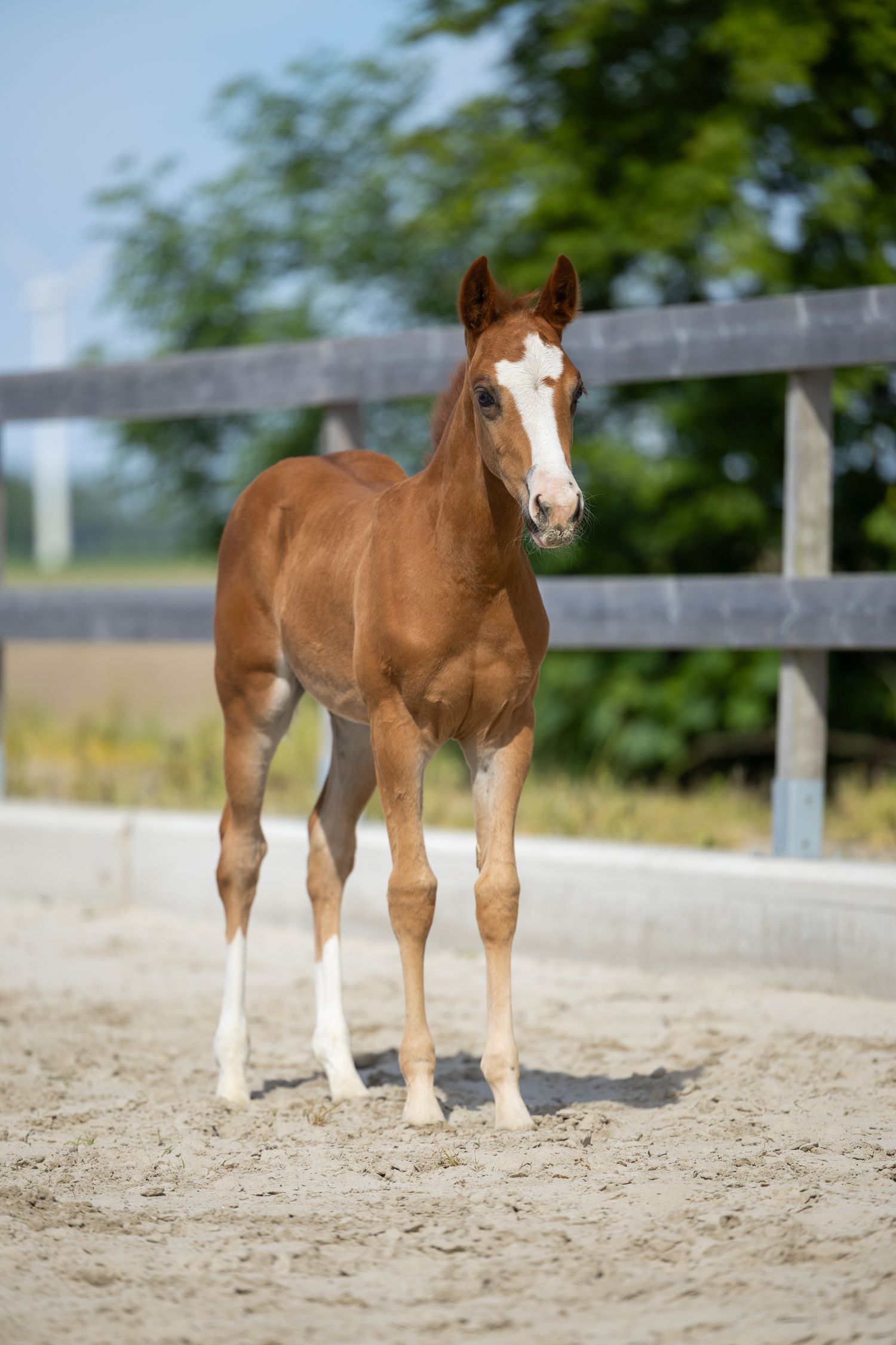 Young chestnut foal with white socks and blaze standing in a sandy paddock.