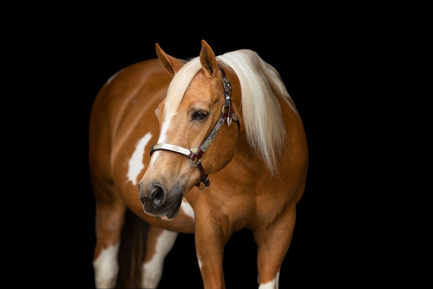 A paint horse with distinctive markings poses elegantly against a dark backdrop.