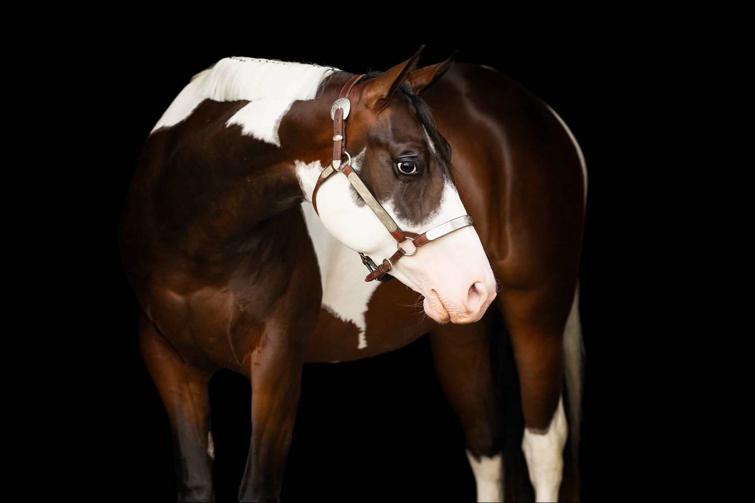 A paint horse with striking brown and white markings photographed against a black background.