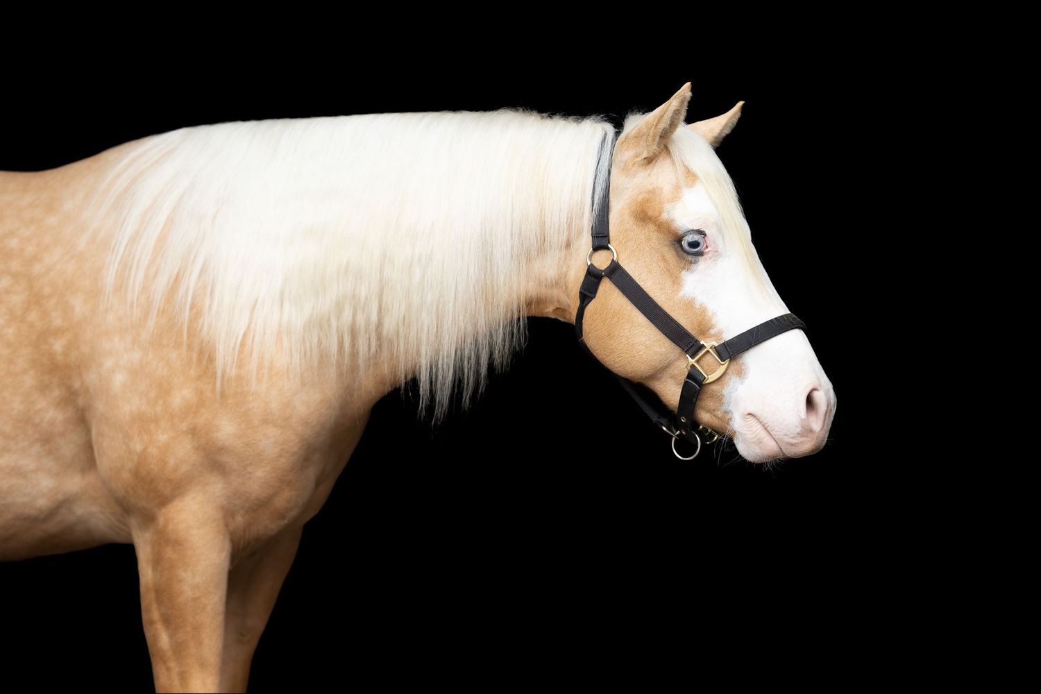 A palomino horse with white mane and black halter photographed in profile against a dark background.