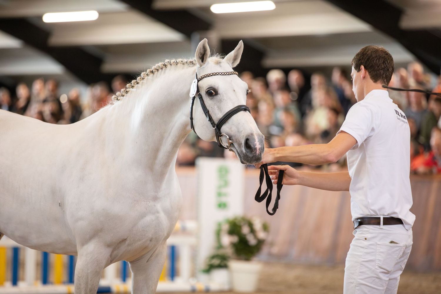 A white KWPN stallion being led and presented in an indoor show arena with spectators watching.