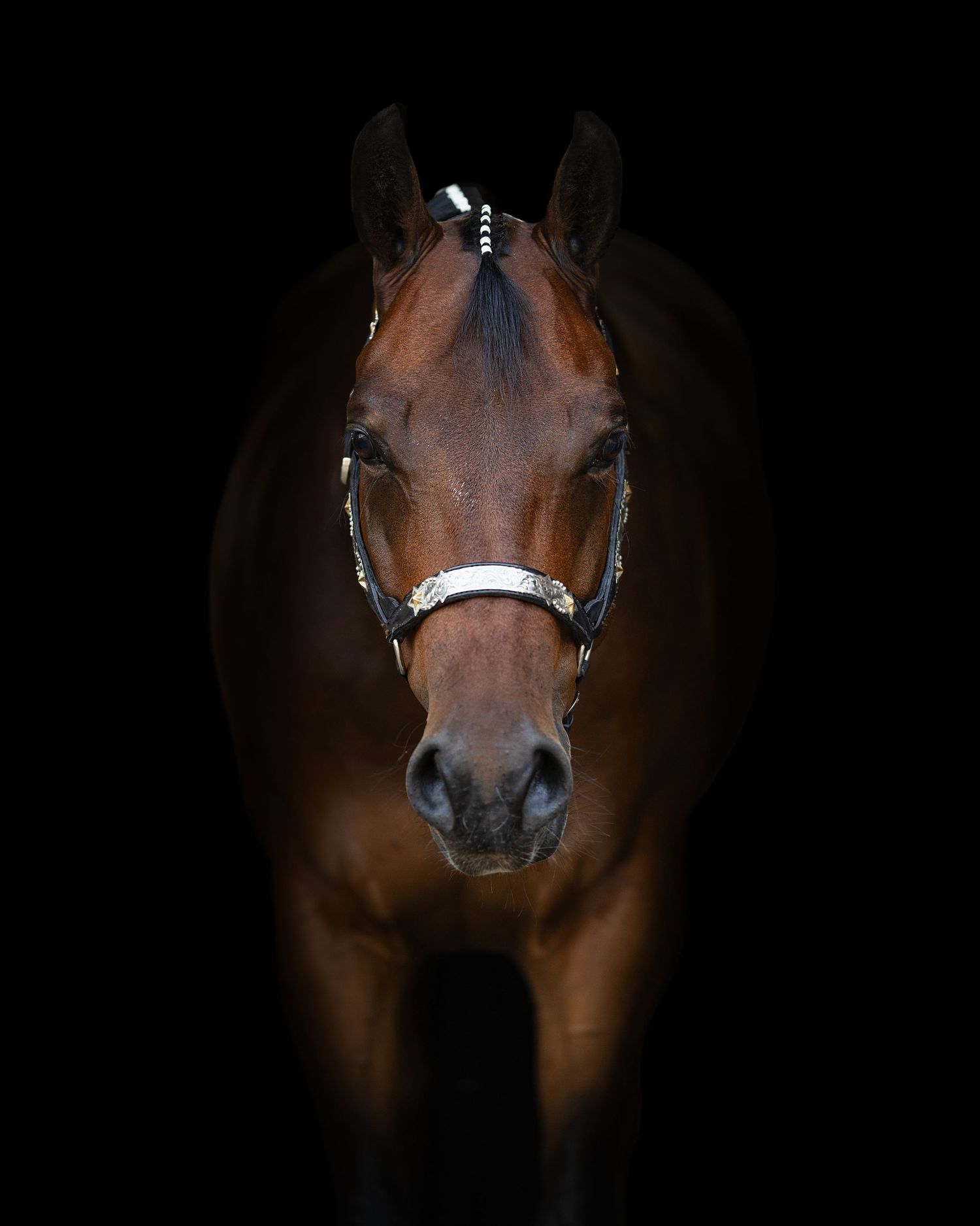 A majestic bay horse wearing a silver halter poses against a dramatic black background in a striking portrait.