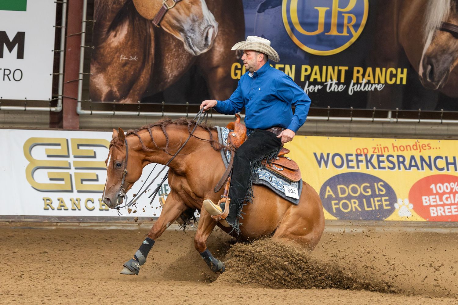 Rider in blue shirt performing a sliding stop on a chestnut reining horse in competition.