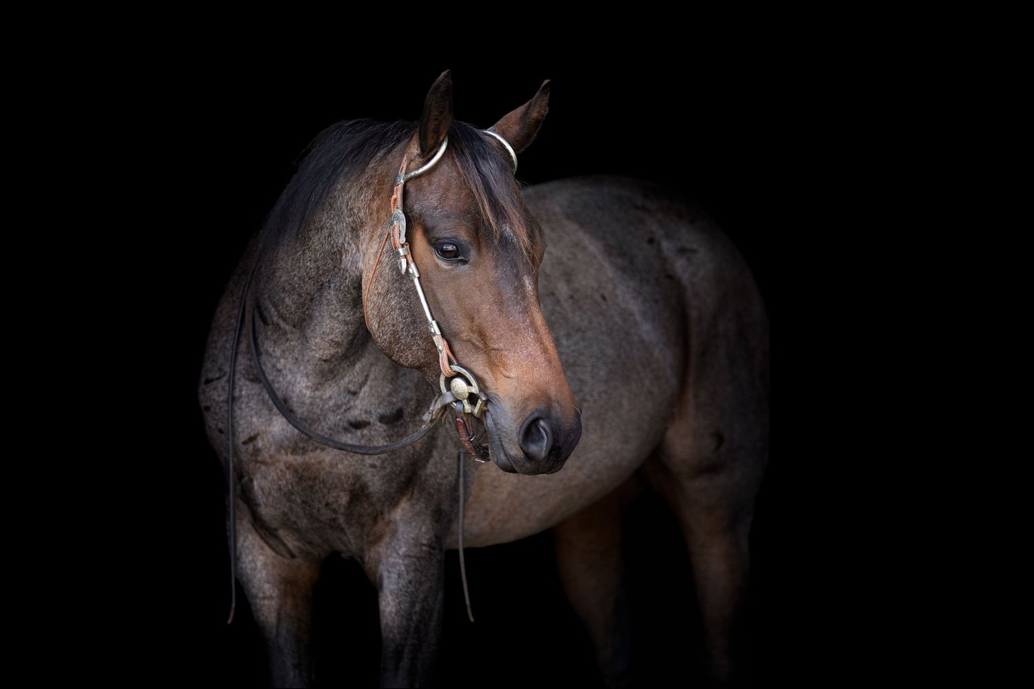 Dark bay Quarter horse with bridle photographed against black background in dramatic lighting.
