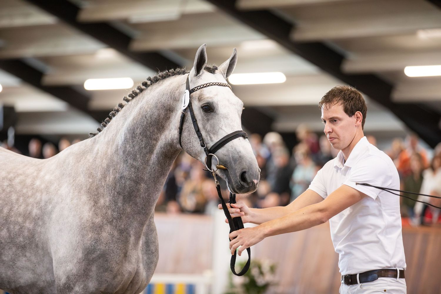 A series of images showing a gray horse being presented and inspected at what appears to be an equestrian event.