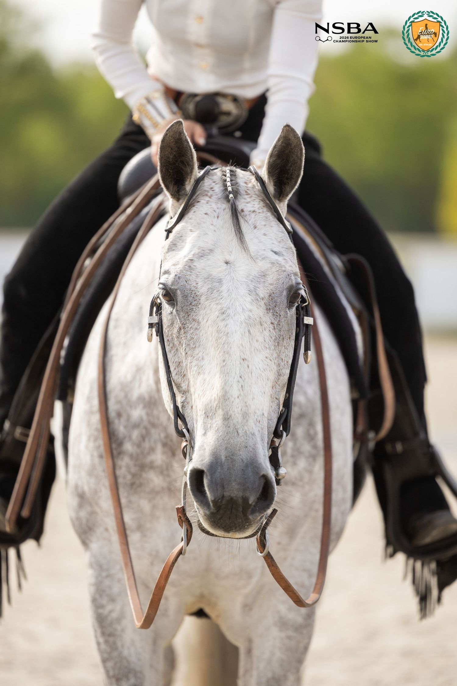 Gray horse with bridle ridden by equestrian in black pants and white shirt at NSBA competition.