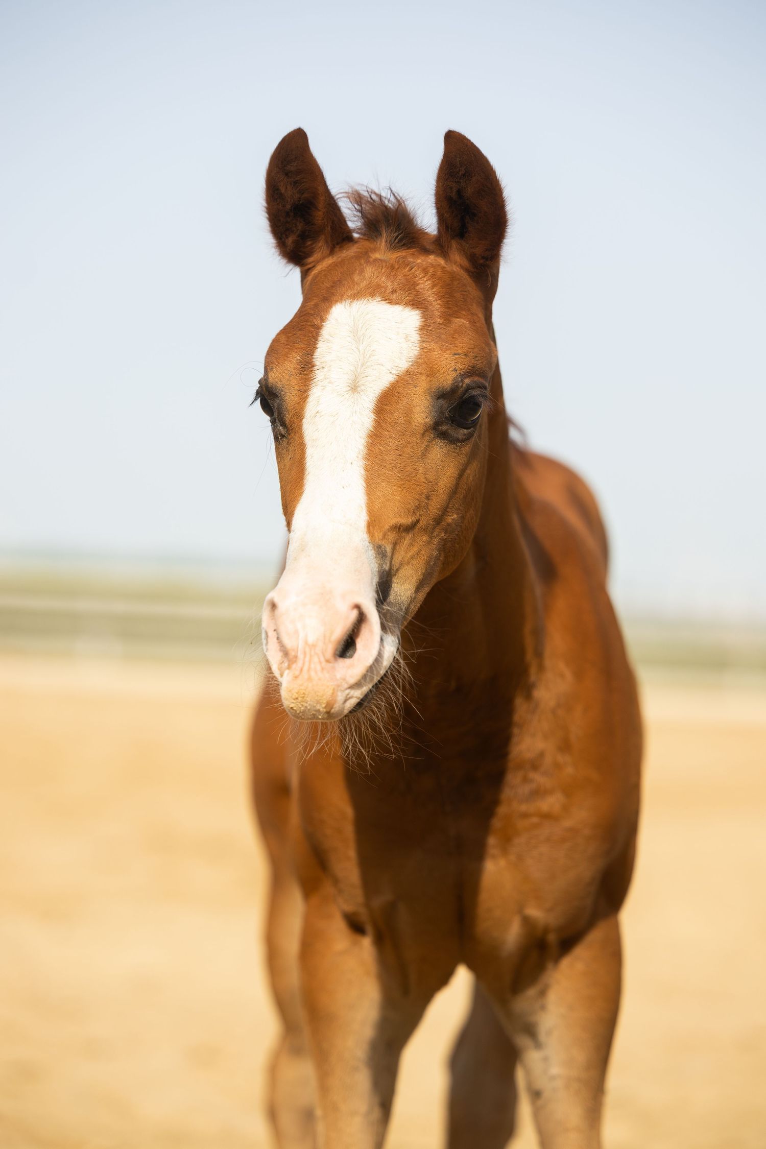 A young chestnut foal with a white blaze stands in a sandy paddock under a clear blue sky.