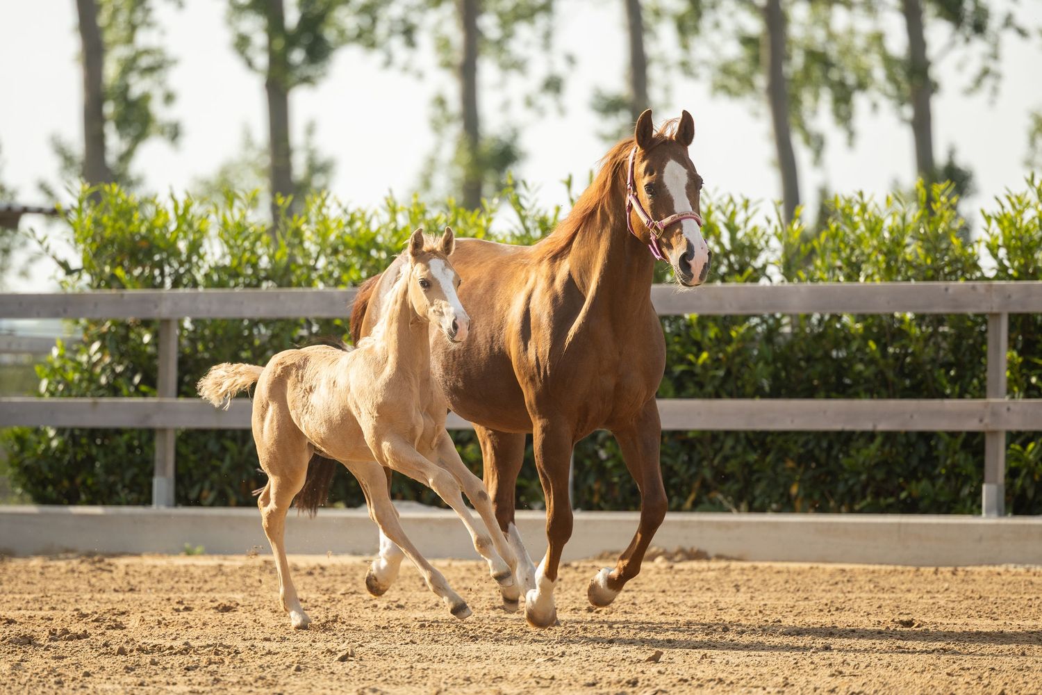 A chestnut mare and her young foal gallop together in a sandy paddock surrounded by white fencing and green trees.