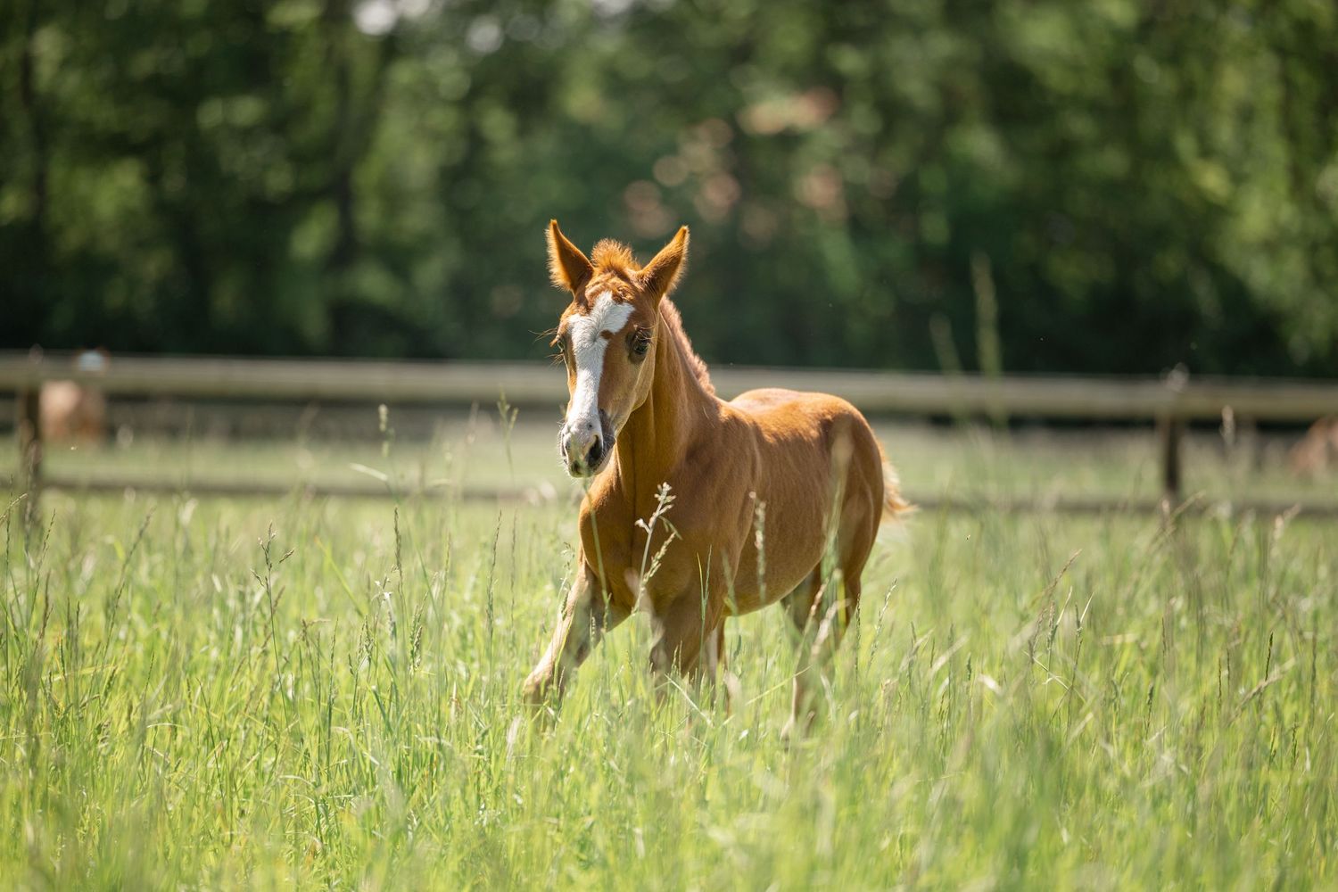 Alert chestnut foal standing in tall summer grass by a wooden fence.