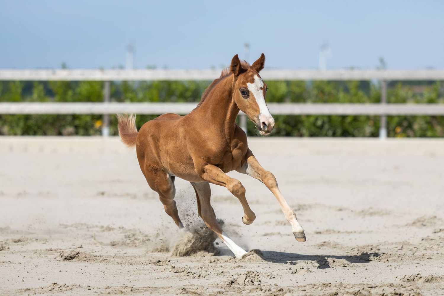 Energetic chestnut foal galloping and kicking up sand in an outdoor arena.