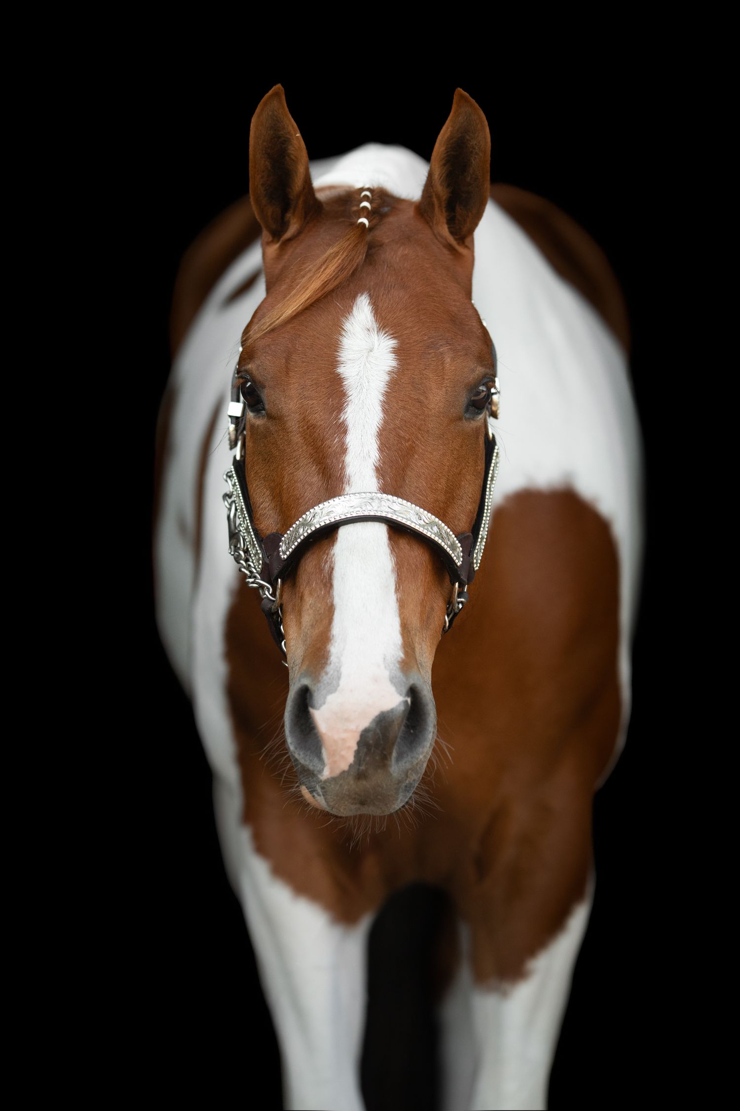 Frontal view of a paint horse's face with white blaze marking against dark background.