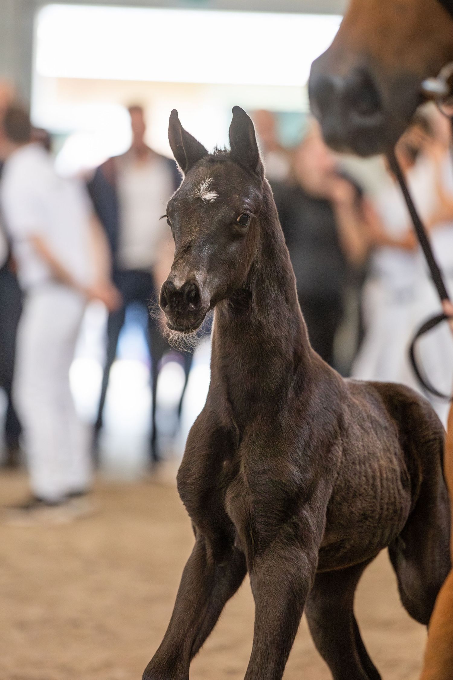 A series of dark brown foals stand in sequence showing different poses at what appears to be a horse show or event.