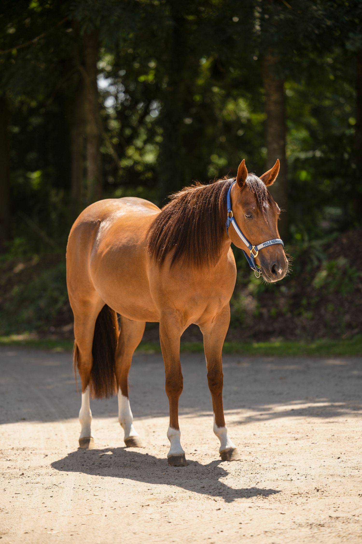 Beautiful palomino horse with dark mane standing on sunny forest path.