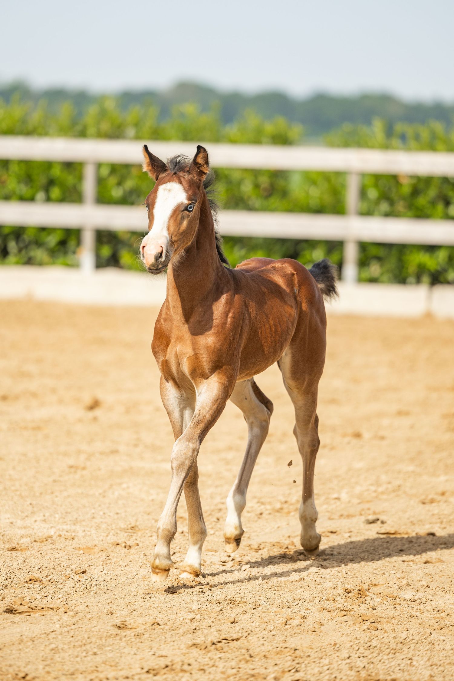Young bay foal with white blaze trotting in sandy paddock with white fence and green trees background.