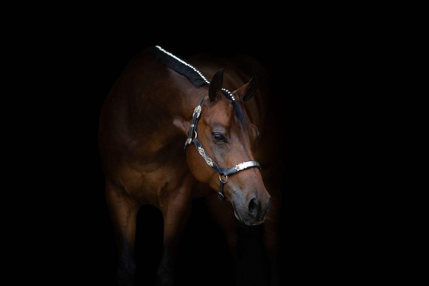 A chestnut horse wearing a silver bridle posed against a dramatic black background.
