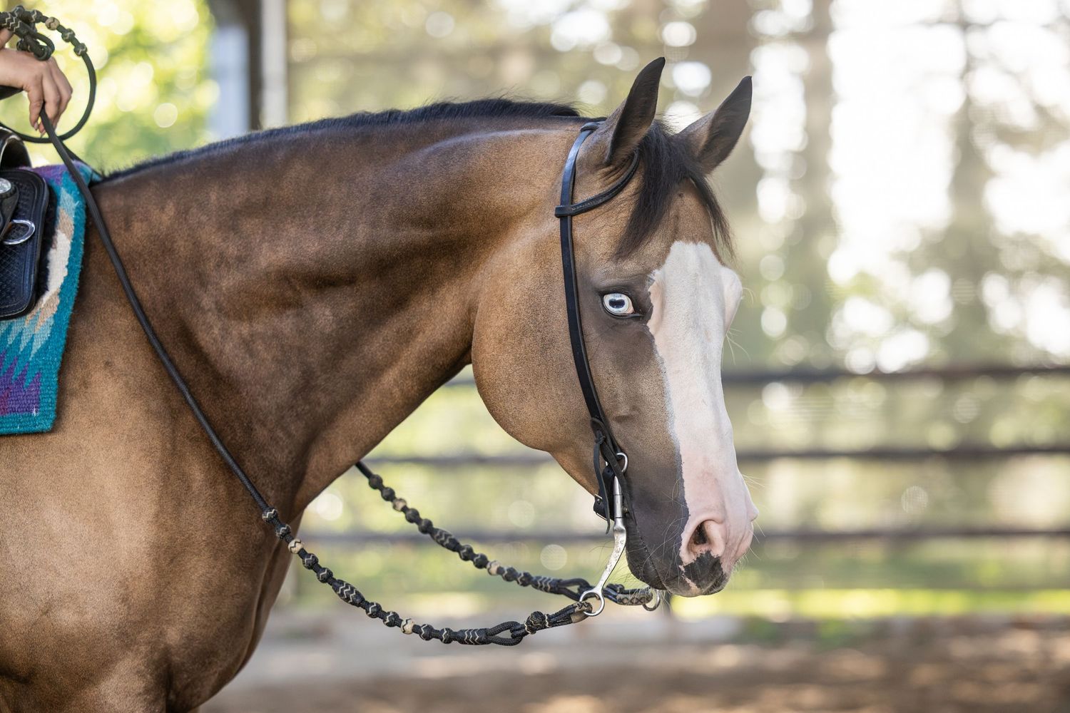 A chestnut horse wearing a bridle and colorful saddle pad stands in an outdoor arena surrounded by trees.