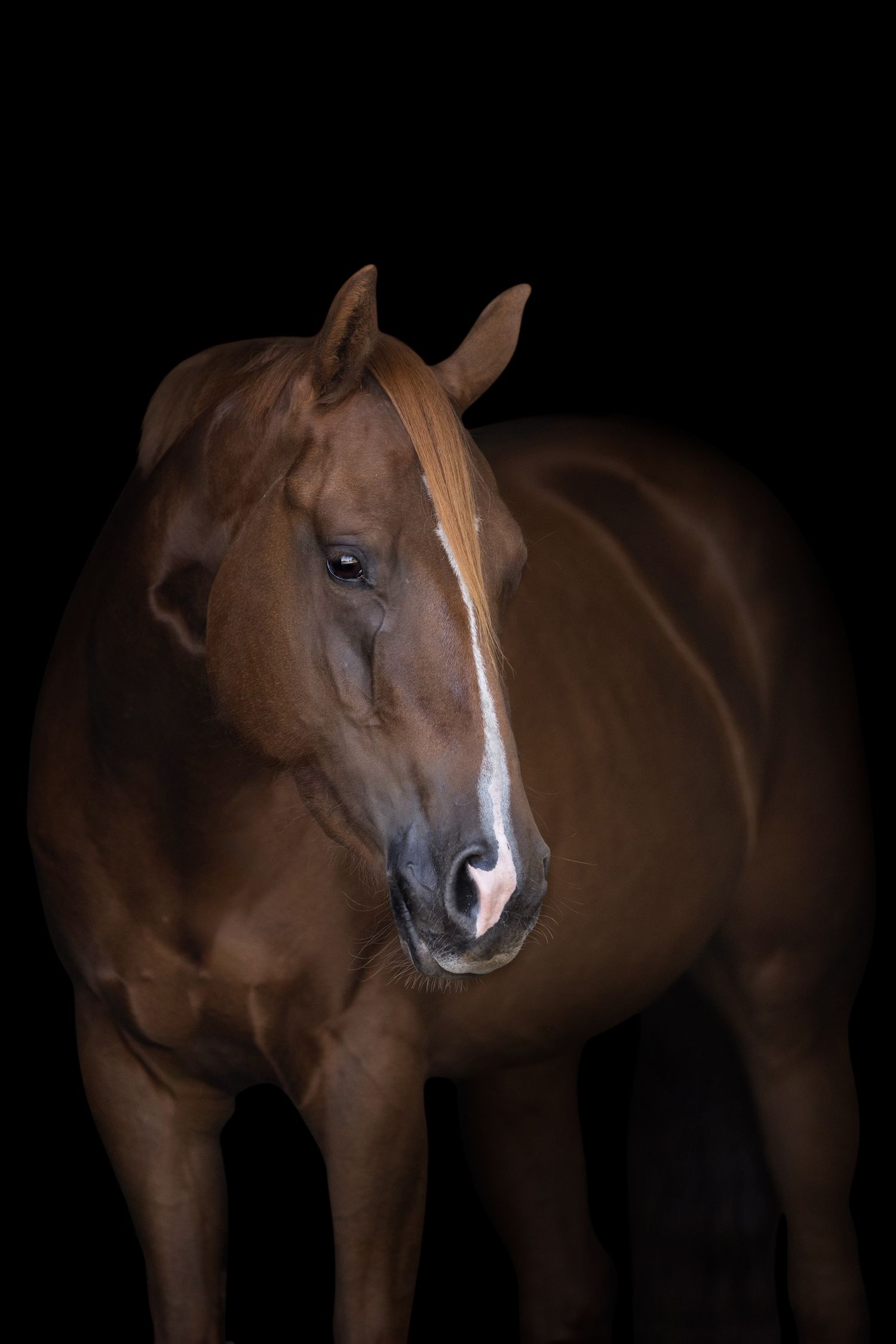Close-up portrait of brown Quarterhorse with white blaze against dark background.