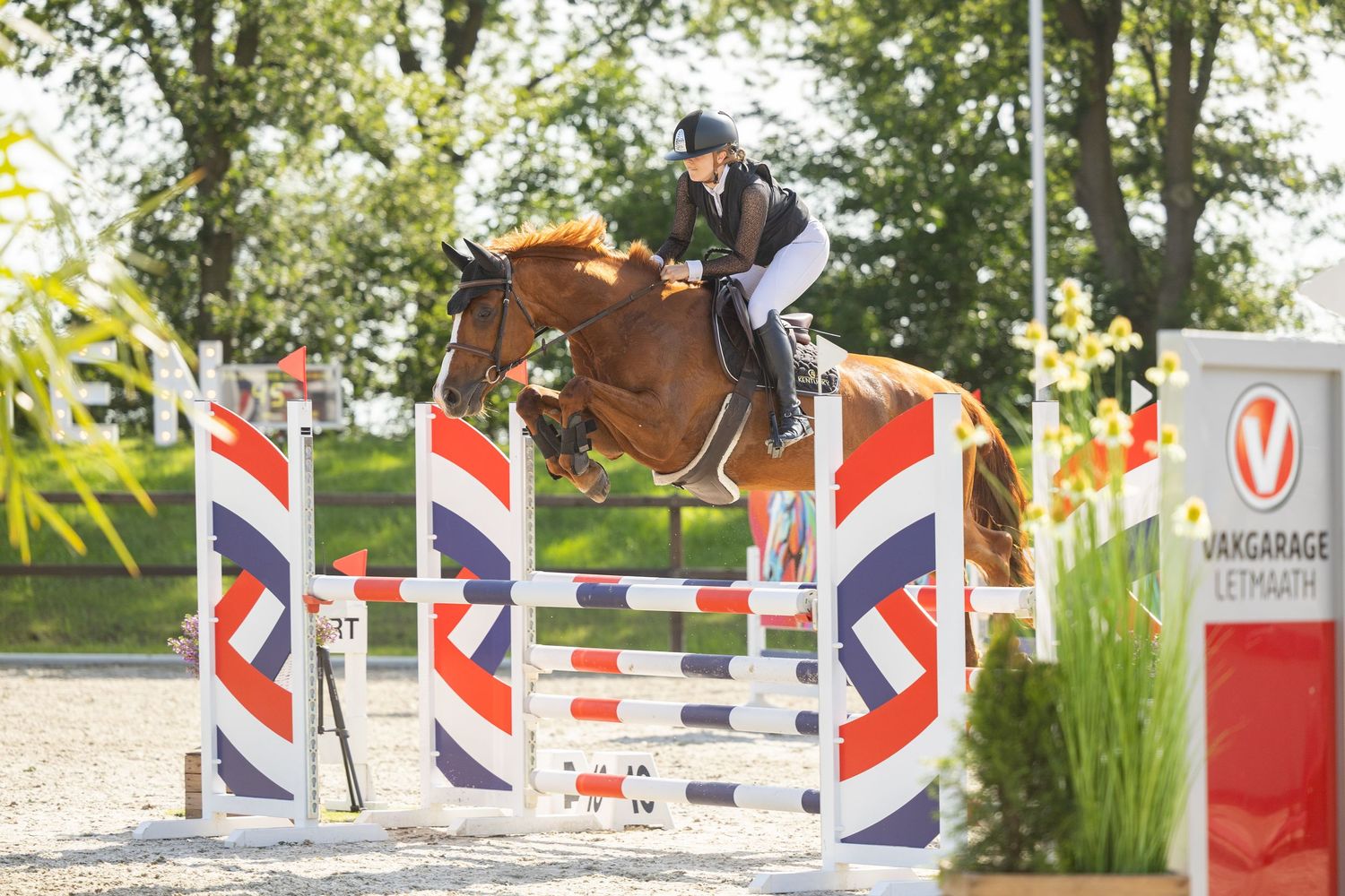 Equestrian rider on chestnut horse jumping over colorful red and white show jumping fence at outdoor competition.