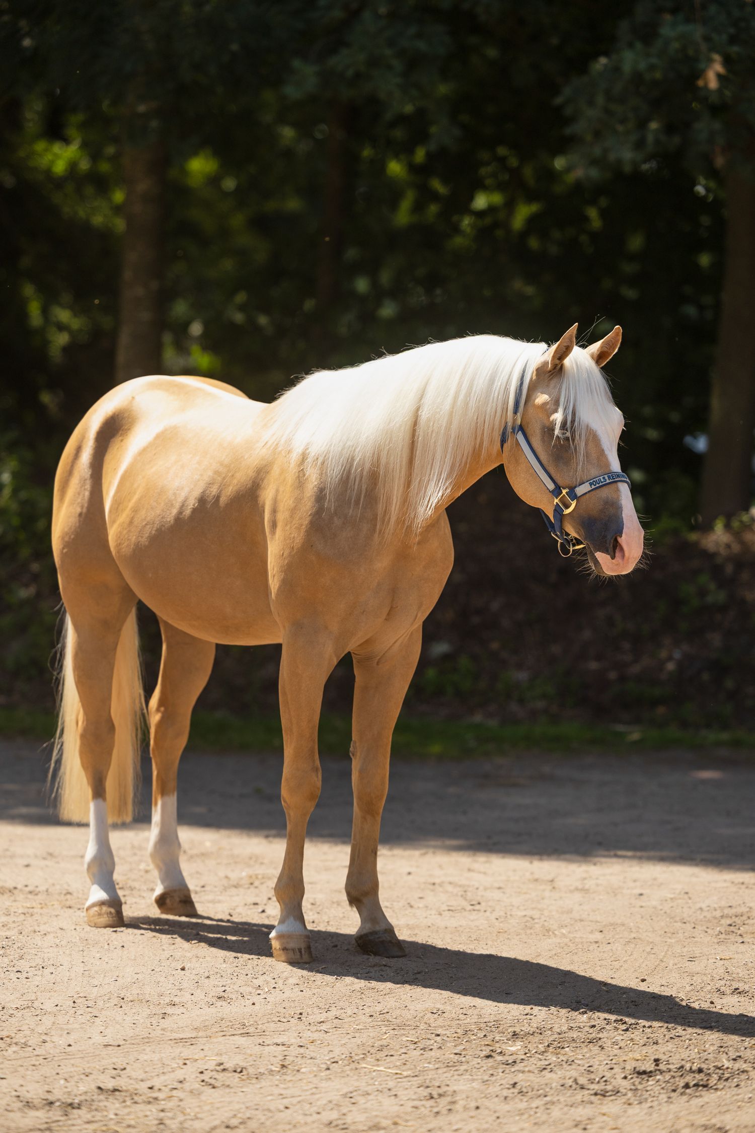 Elegant palomino horse with flowing white mane standing in dappled sunlight.