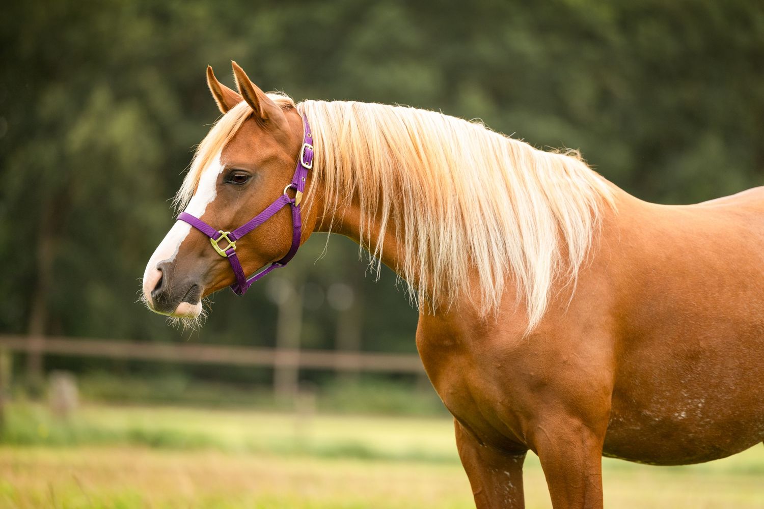 A chestnut horse with blonde mane stands in a grassy field on a sunny day.