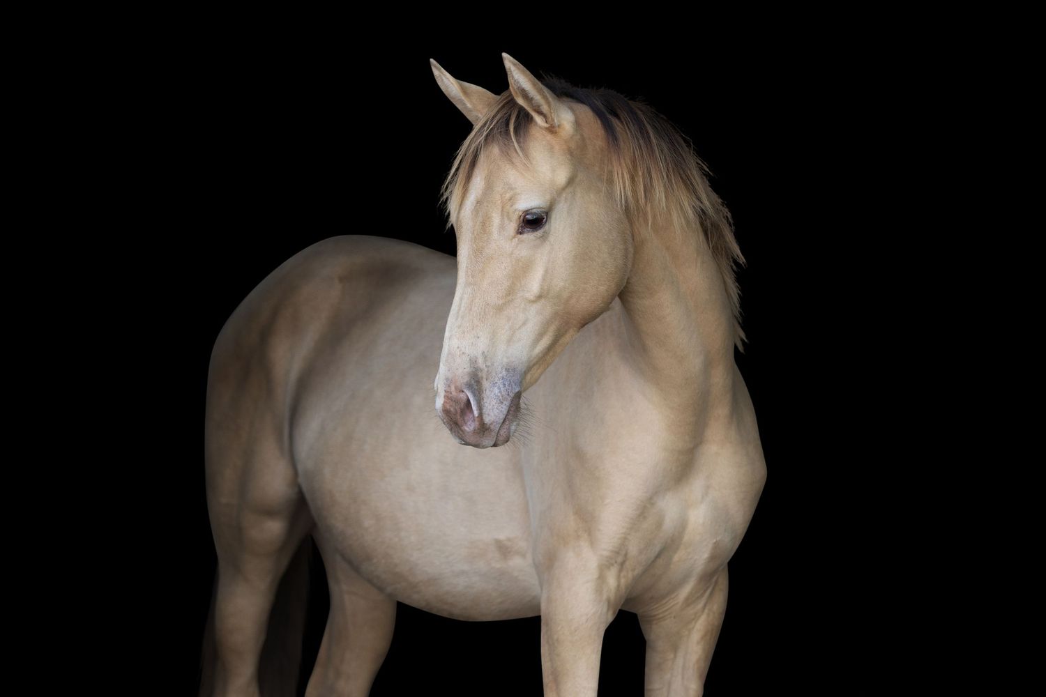 Elegant palomino horse portrait against black background showing muscular profile.