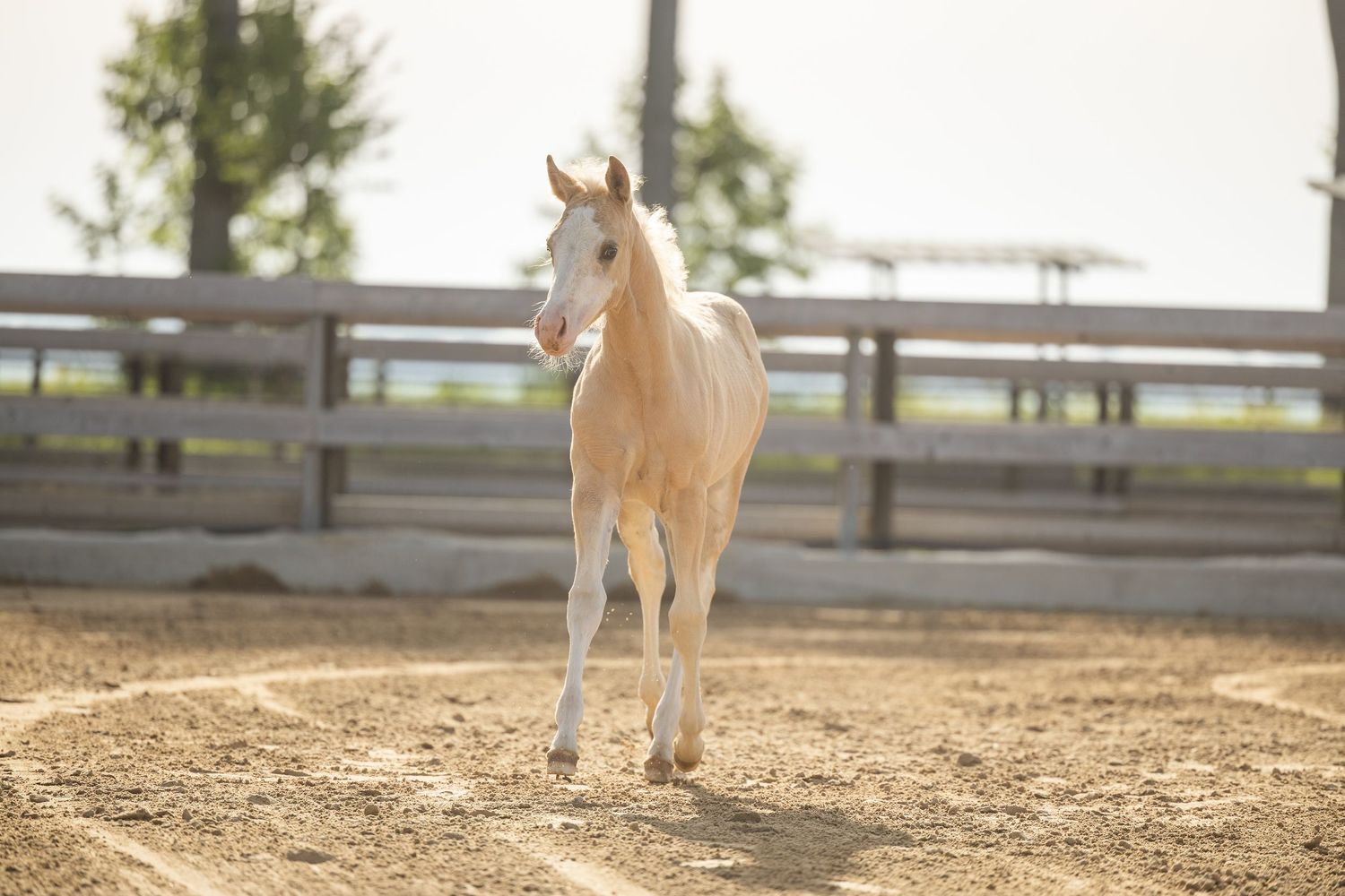 A young palomino foal trots gracefully in a sandy paddock enclosure with wooden fencing and trees in background.