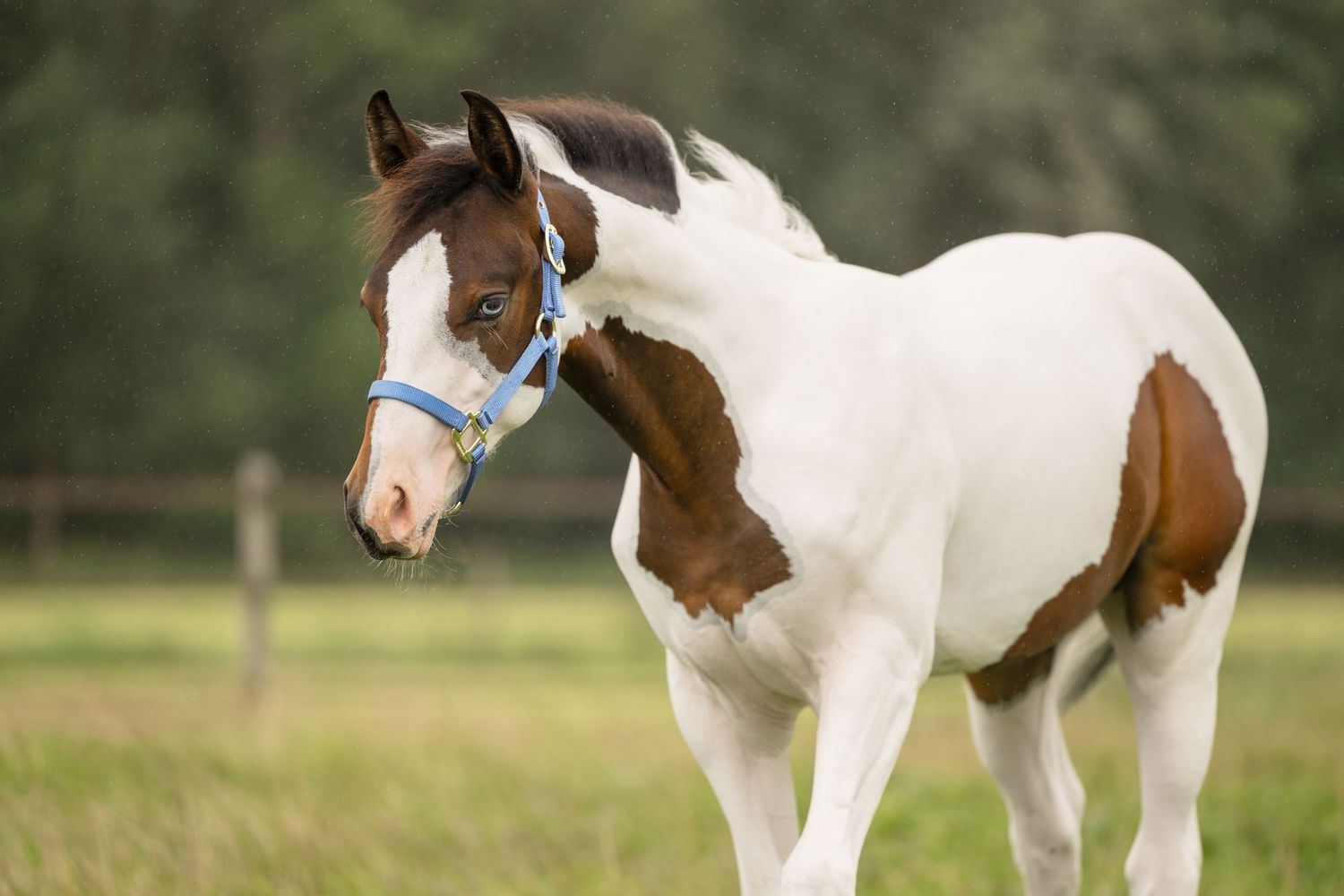 Brown and white paint horses standing together in a grassy field.