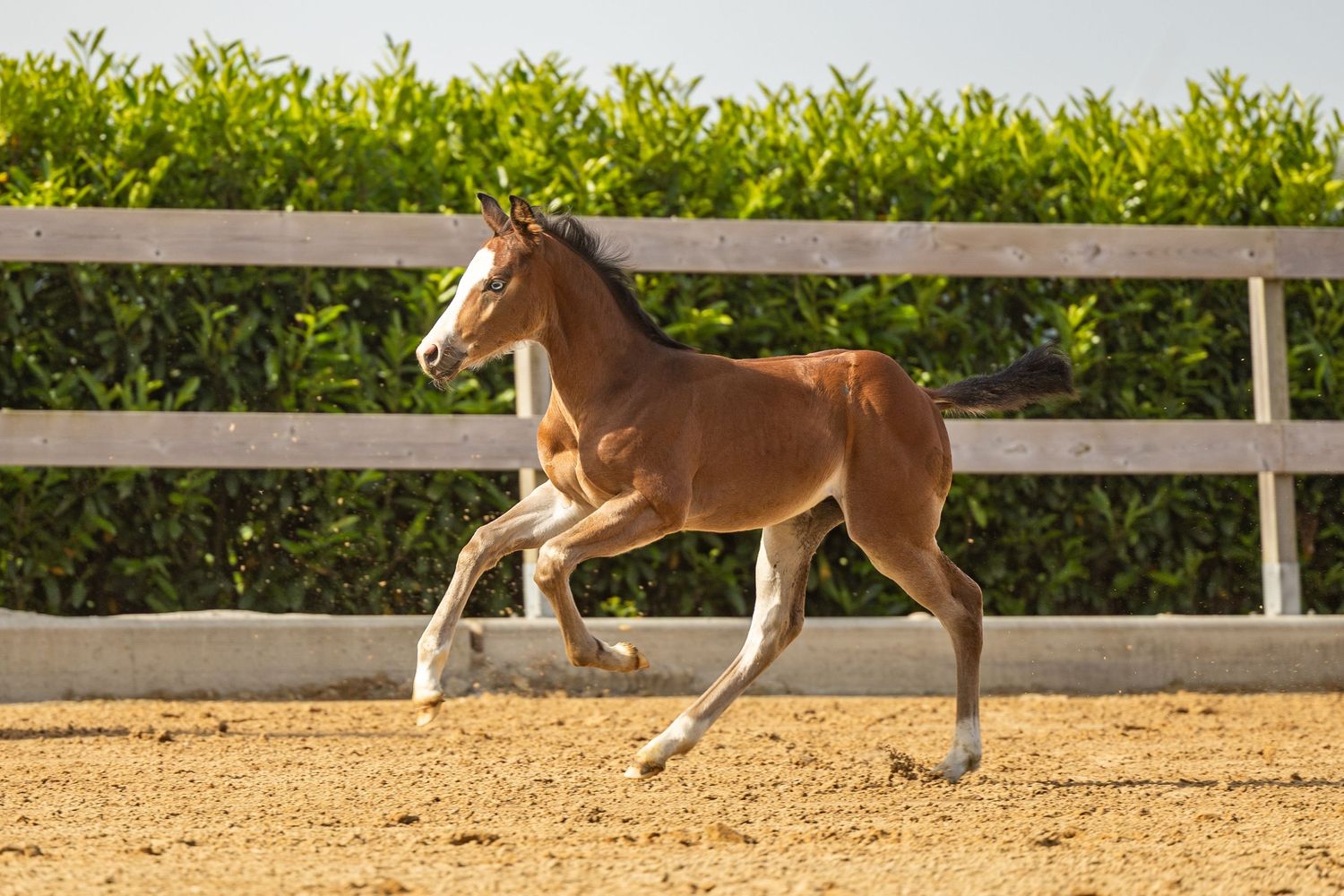 A young chestnut foal trots energetically in a sandy paddock with a white fence and green hedges in the background.