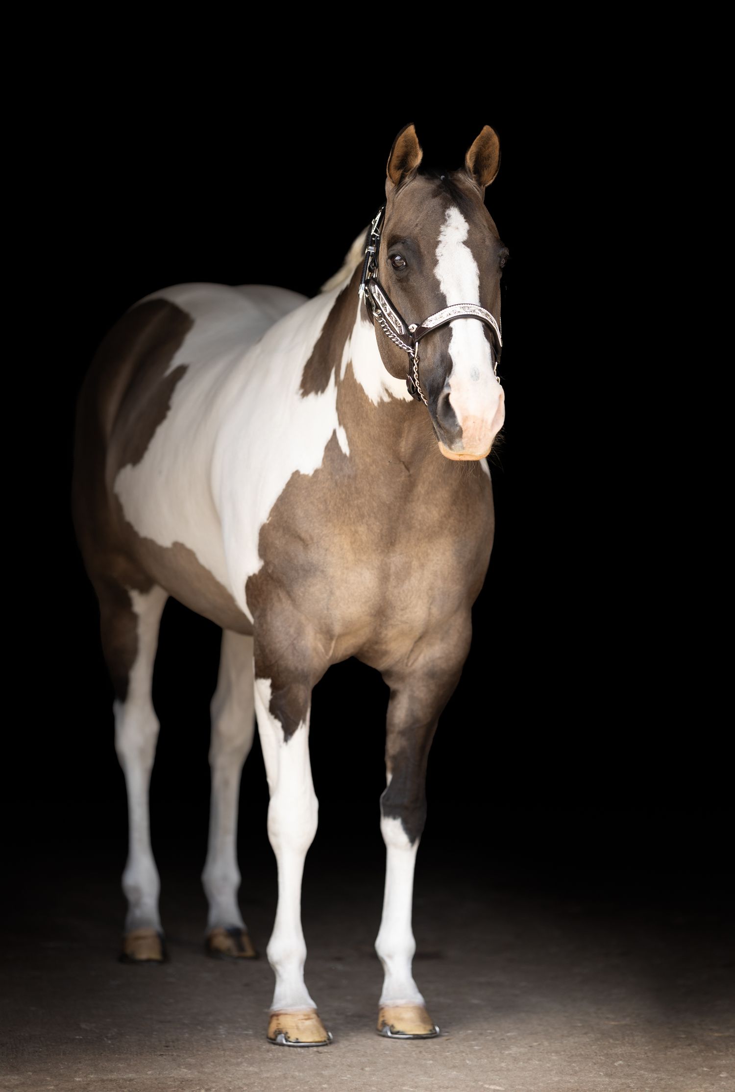A brown and white paint horse stands alert against a black background.