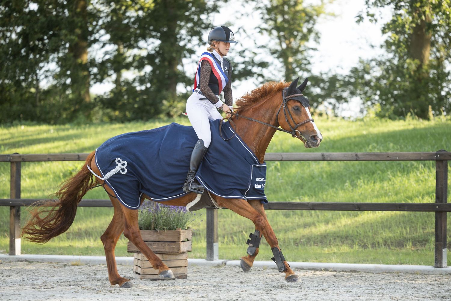 Equestrian rider on chestnut horse wearing navy blue rug, trotting in sand arena with wooden fence.