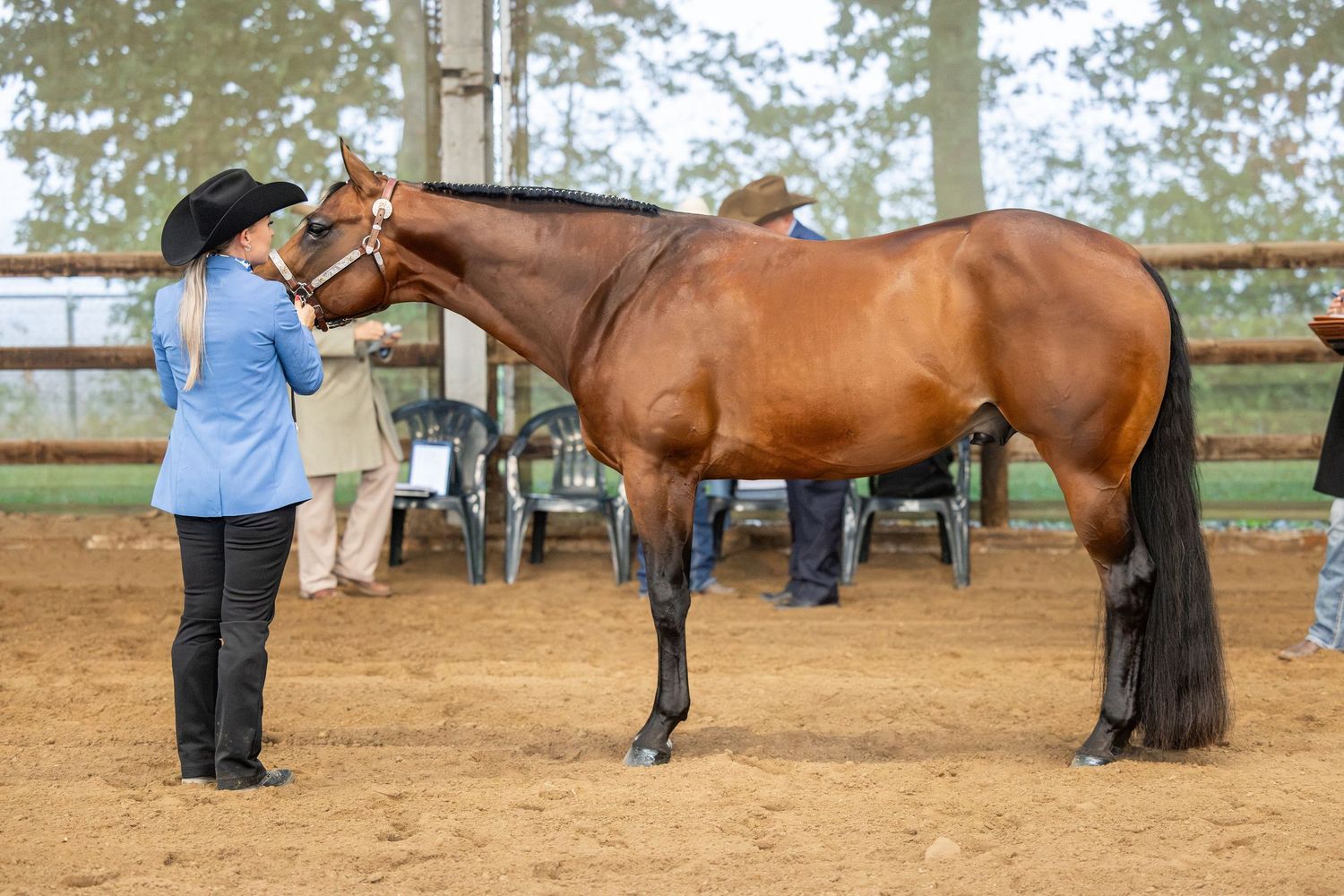 A woman in a blue jacket leads a bay horse in an outdoor equestrian show arena with wooden fencing.