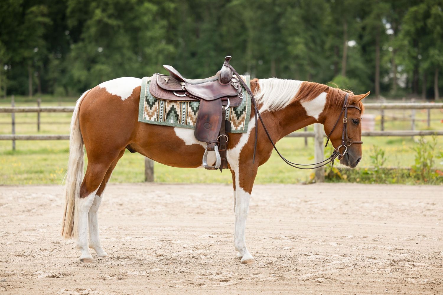 Horse and rider training in an outdoor arena with green trees in the background.