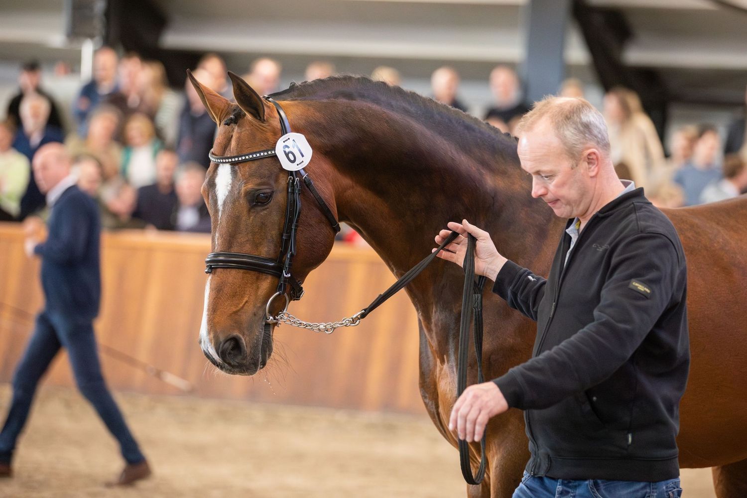 A brown horse being inspected and handled at an equestrian show or competition event.