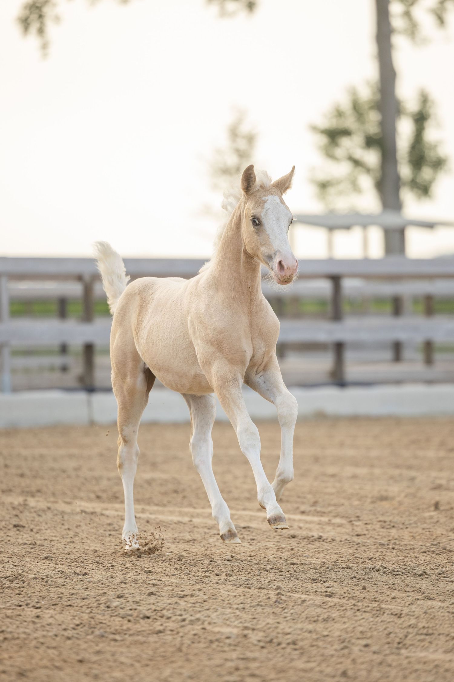 A young palomino foal trots energetically in a sandy paddock enclosed by white fencing.