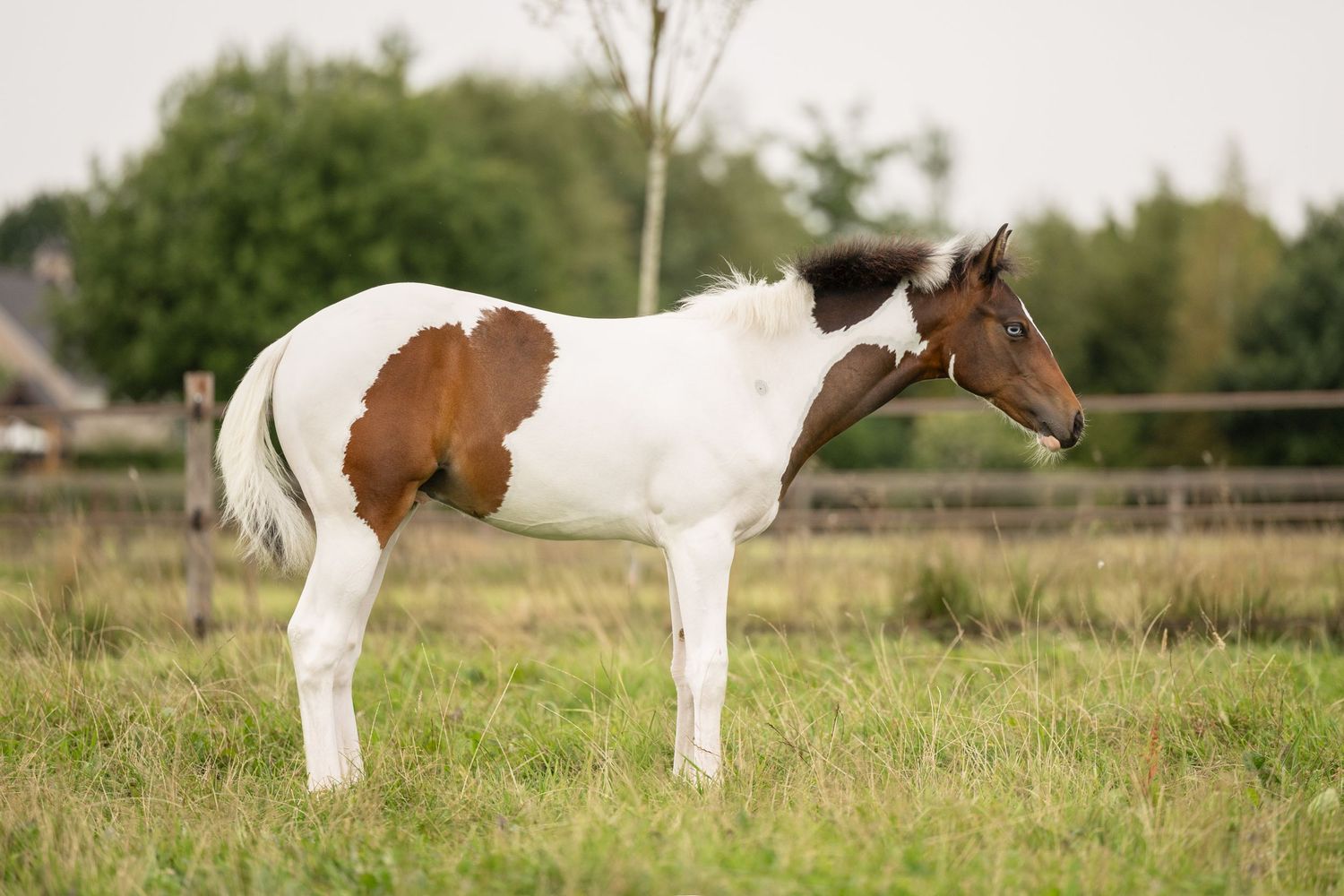 Paint horses standing in a grassy field with wooden fencing visible.