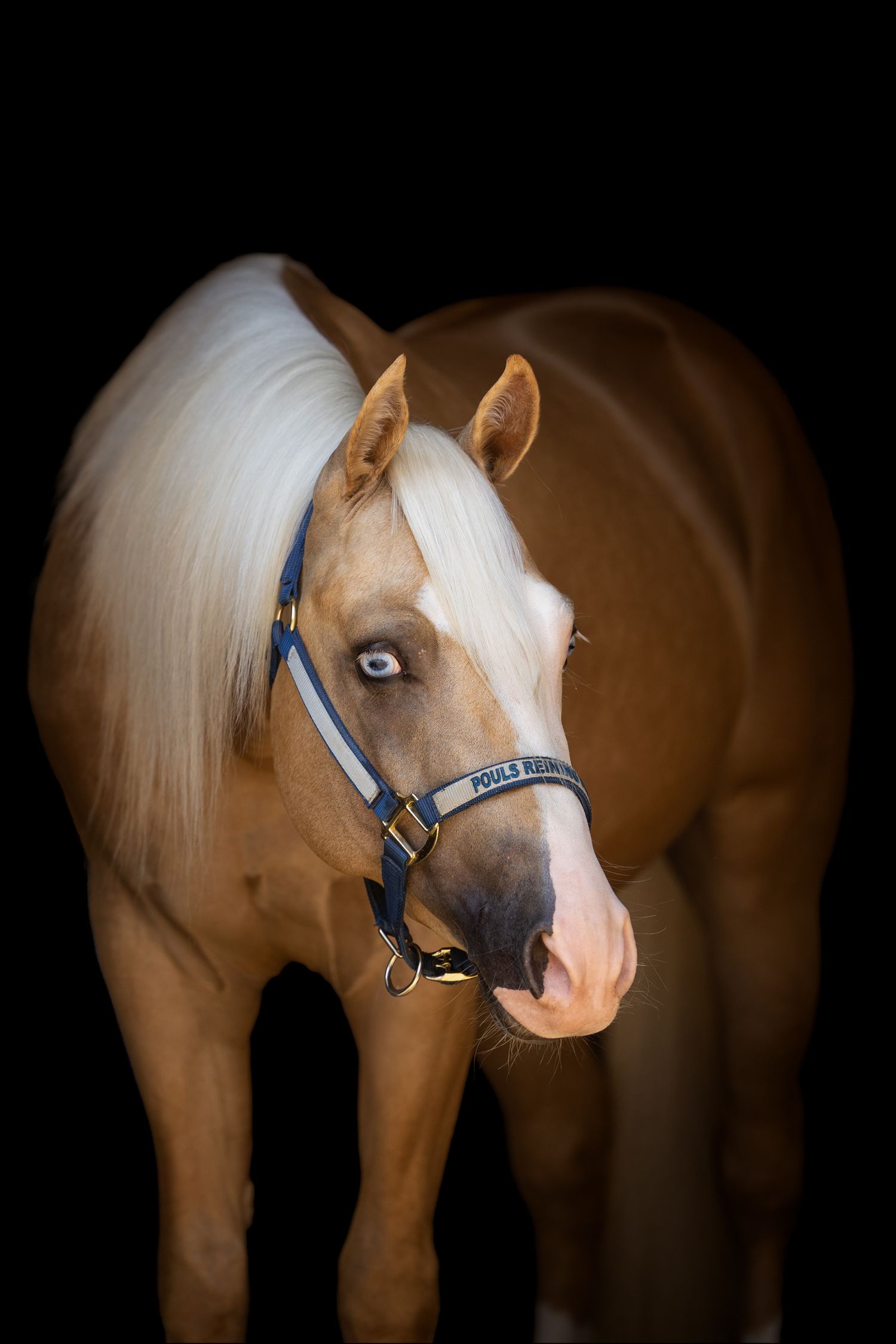 Striking palomino horse with blue halter and white mane against black backdrop.