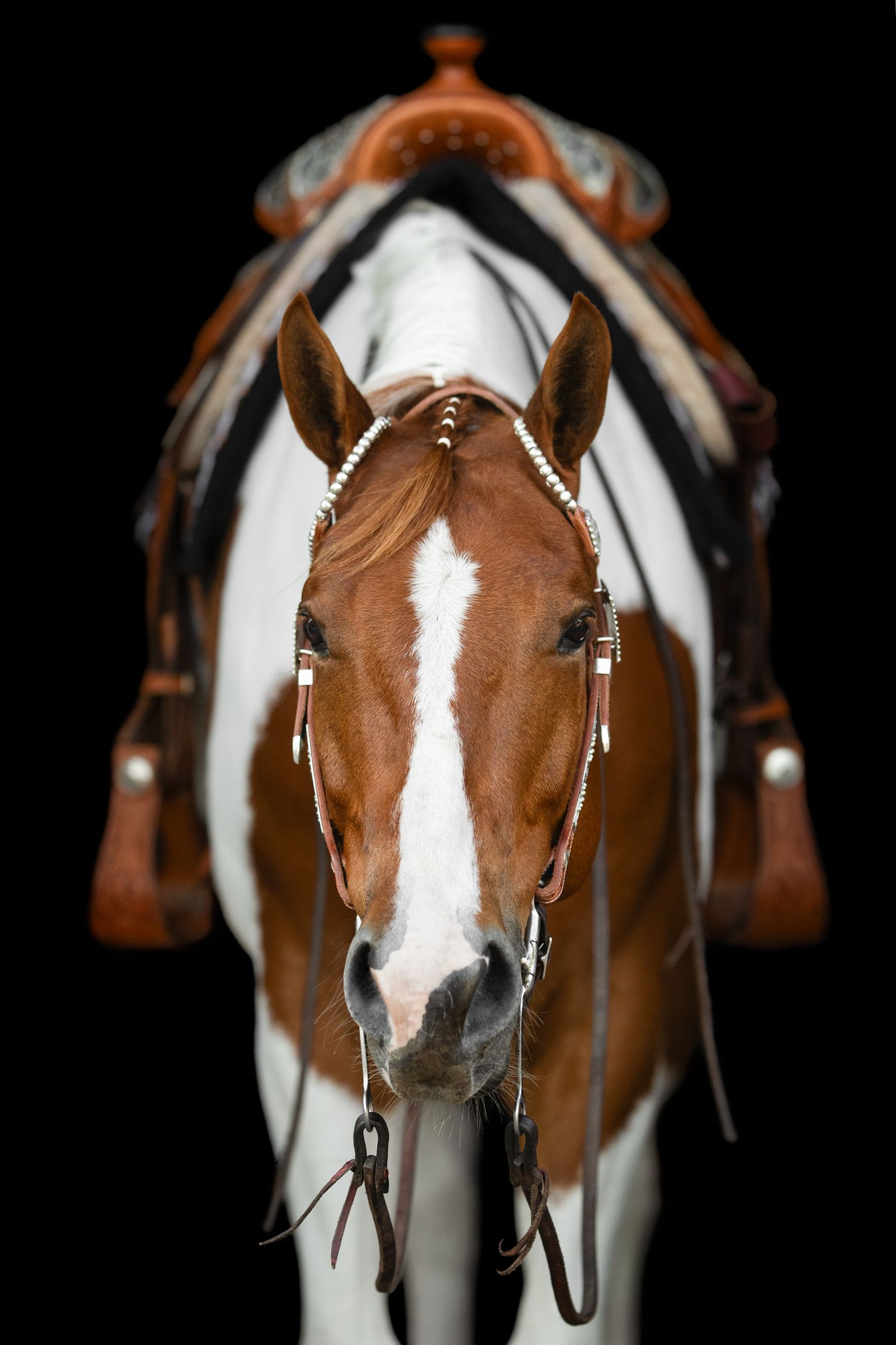 A close-up front view of a paint horse's face with western bridle against black background.